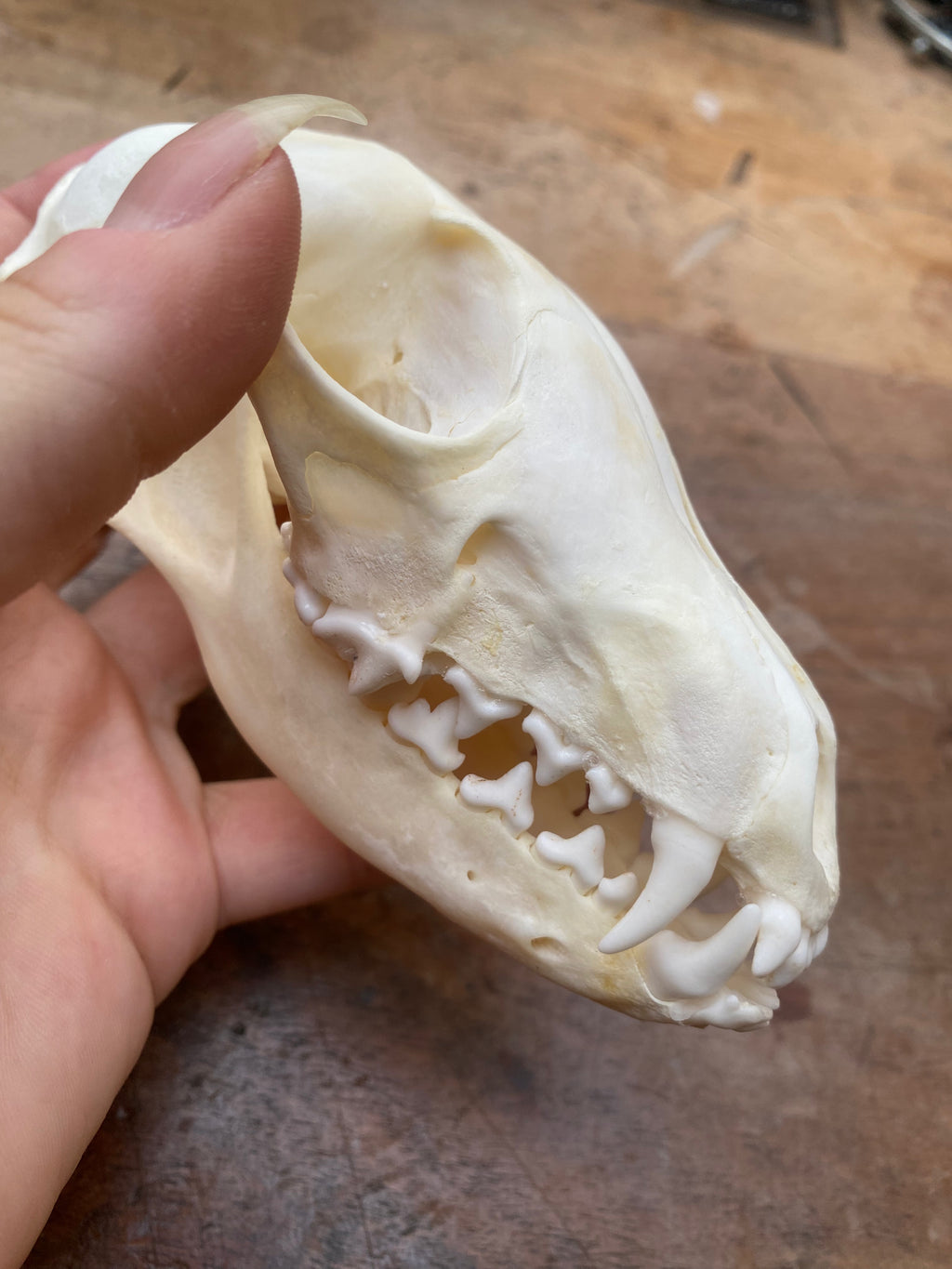 Complete Fox Skull