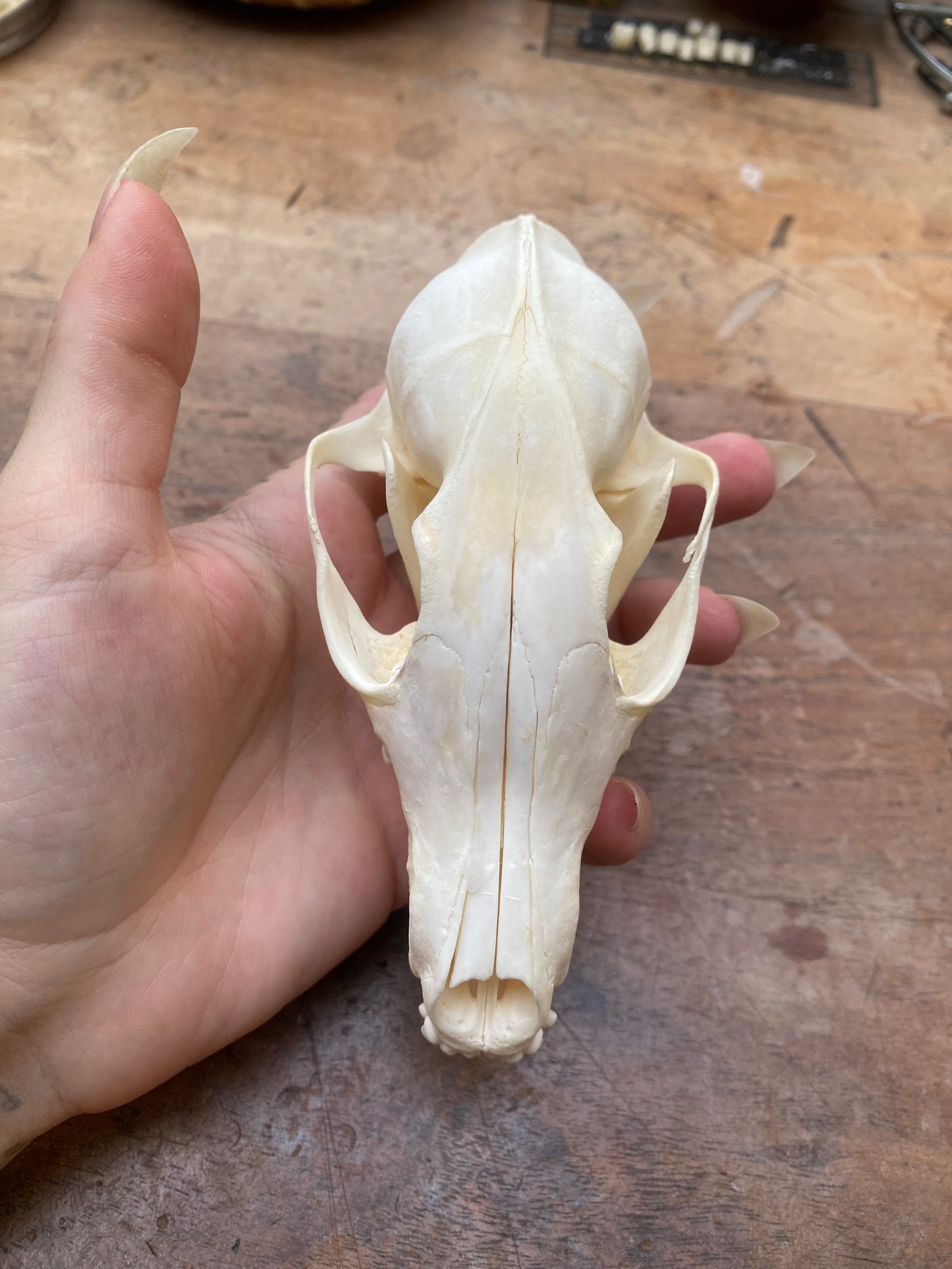 Complete Fox Skull