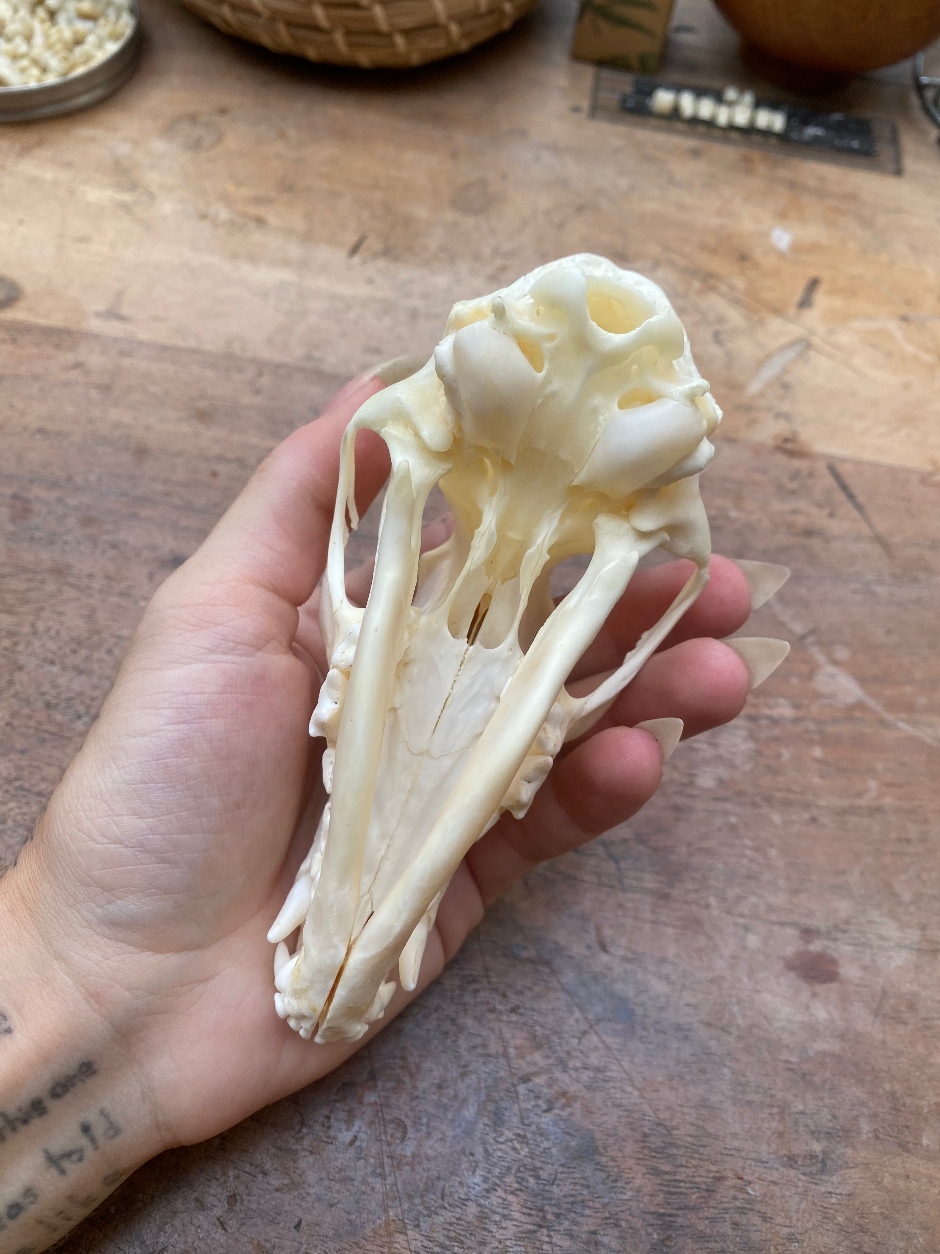 Complete Fox Skull