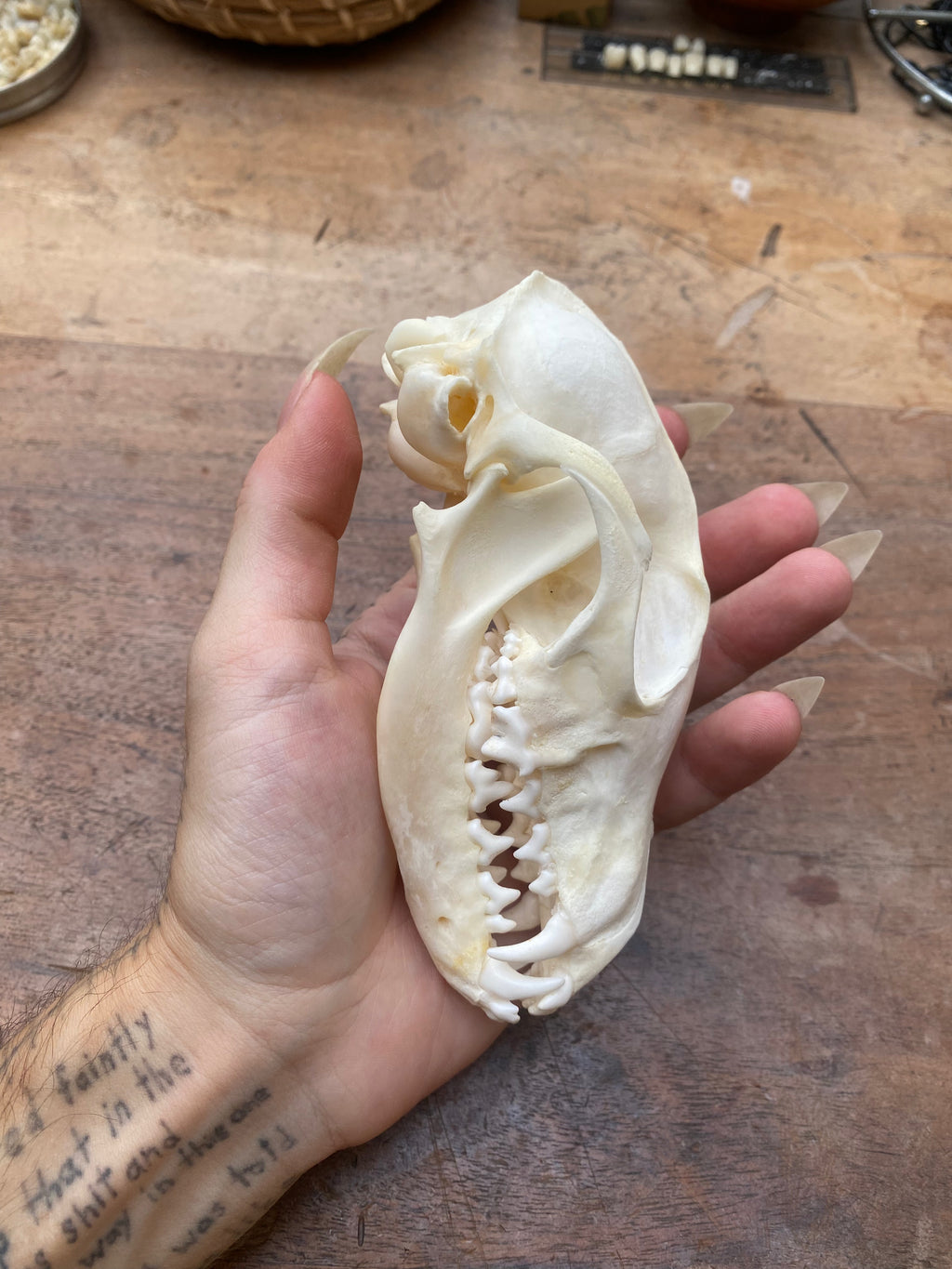 Complete Fox Skull