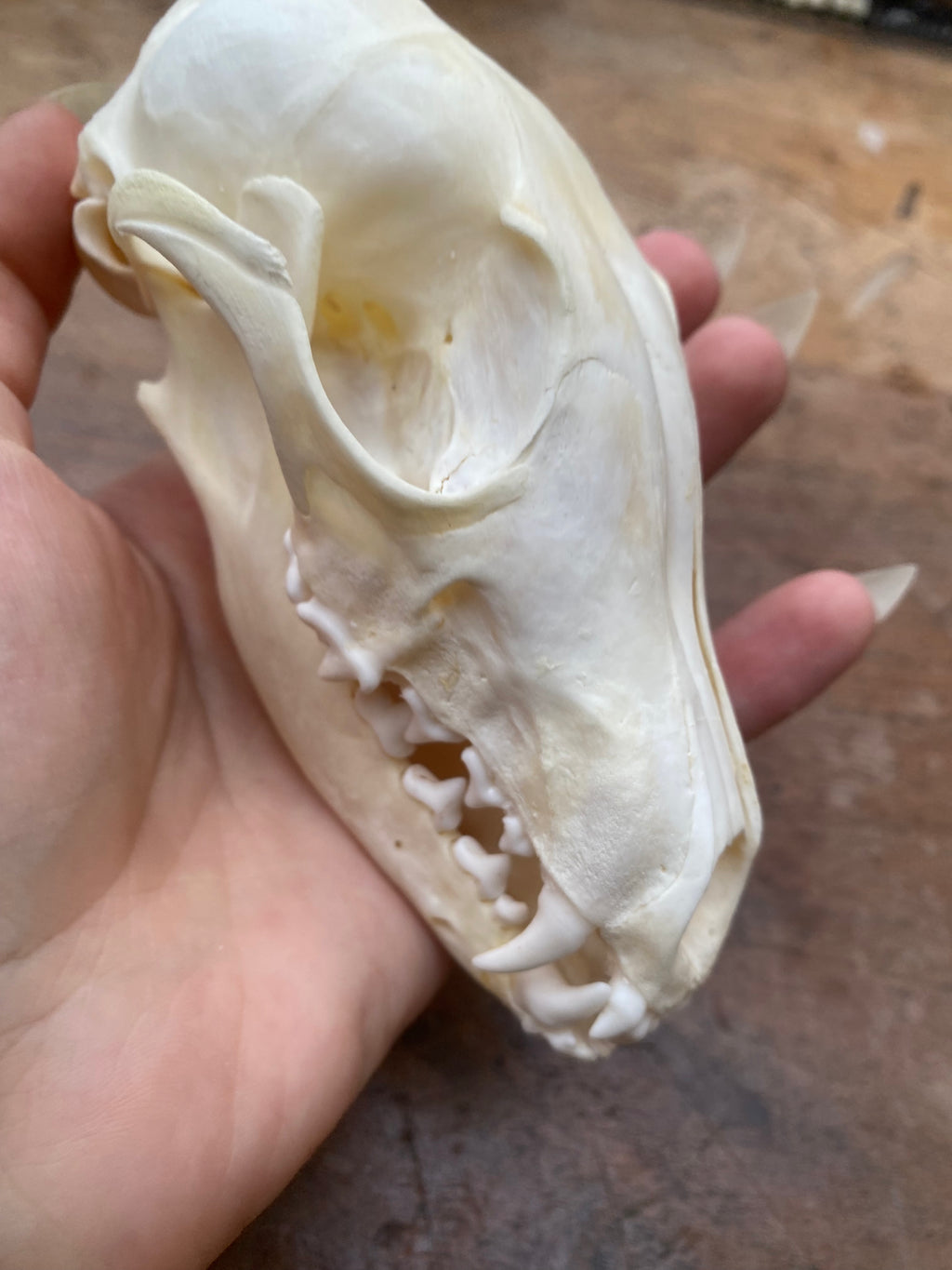 Complete Fox Skull