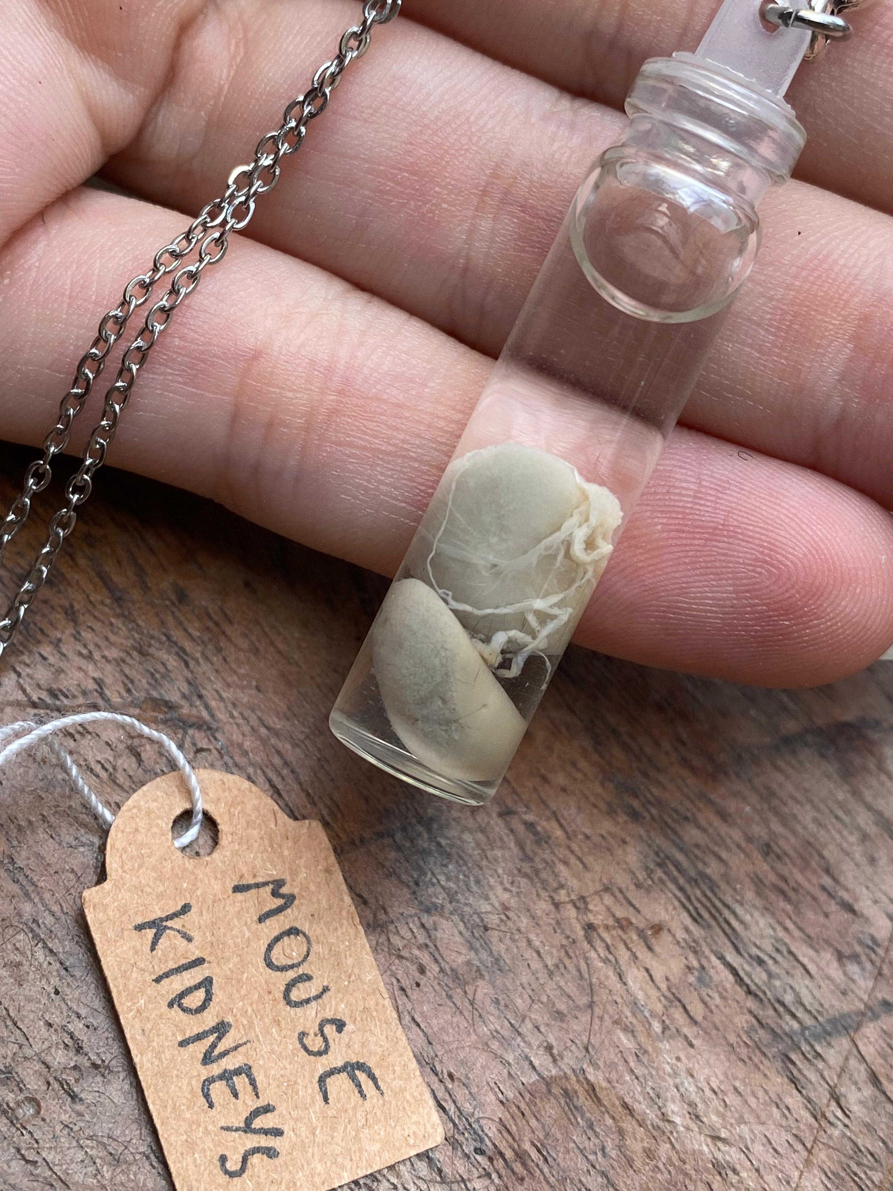Mouse Kidneys Wet Specimen Necklace