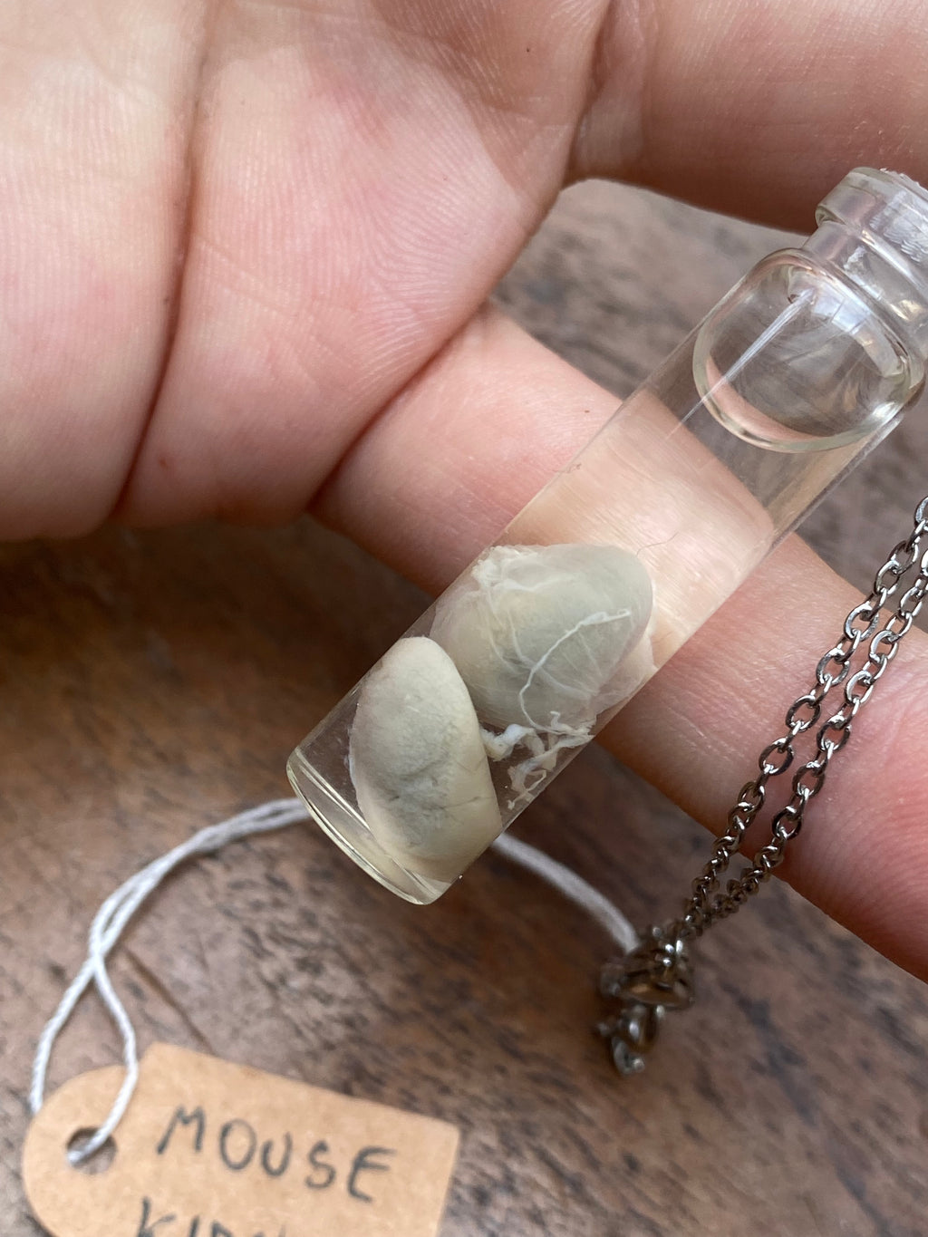 Mouse Kidneys Wet Specimen Necklace