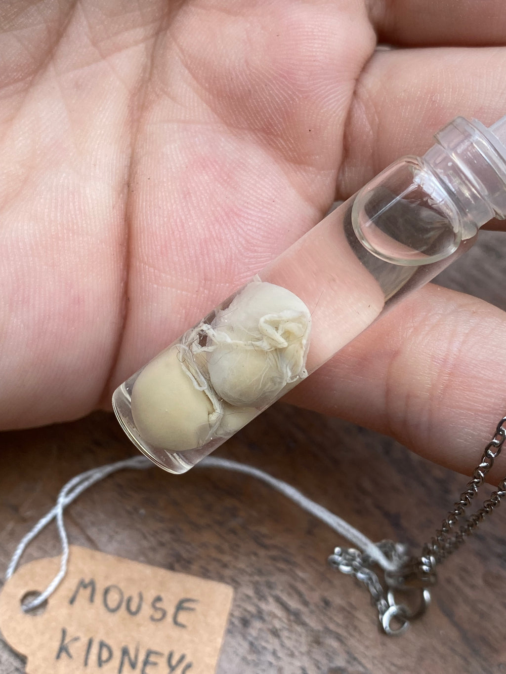 Mouse Kidneys Wet Specimen Necklace