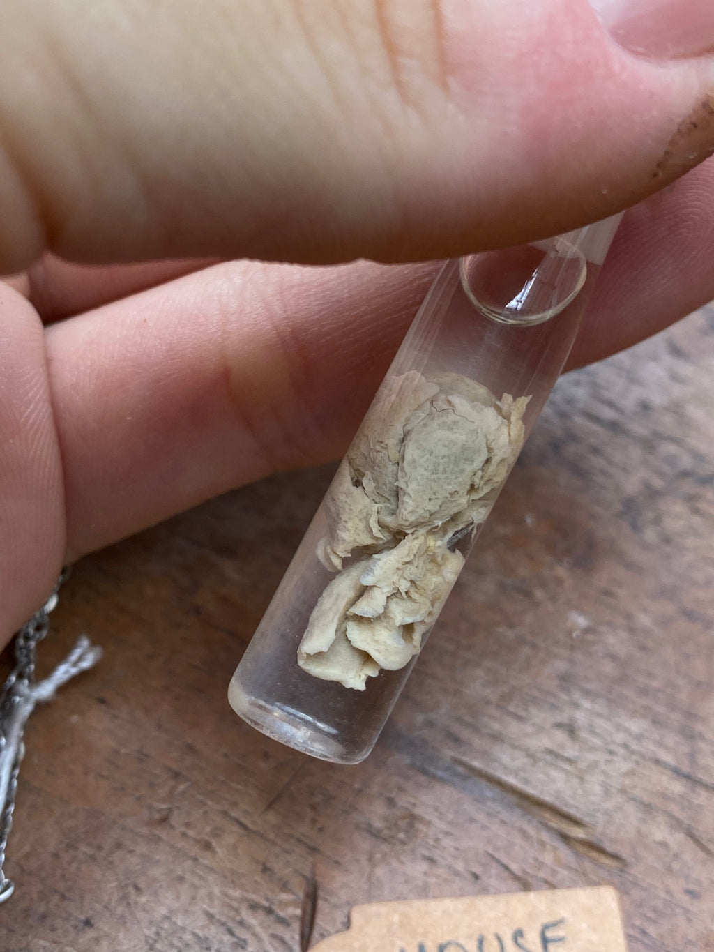 Mouse Heart and Lungs Wet Specimen Necklace