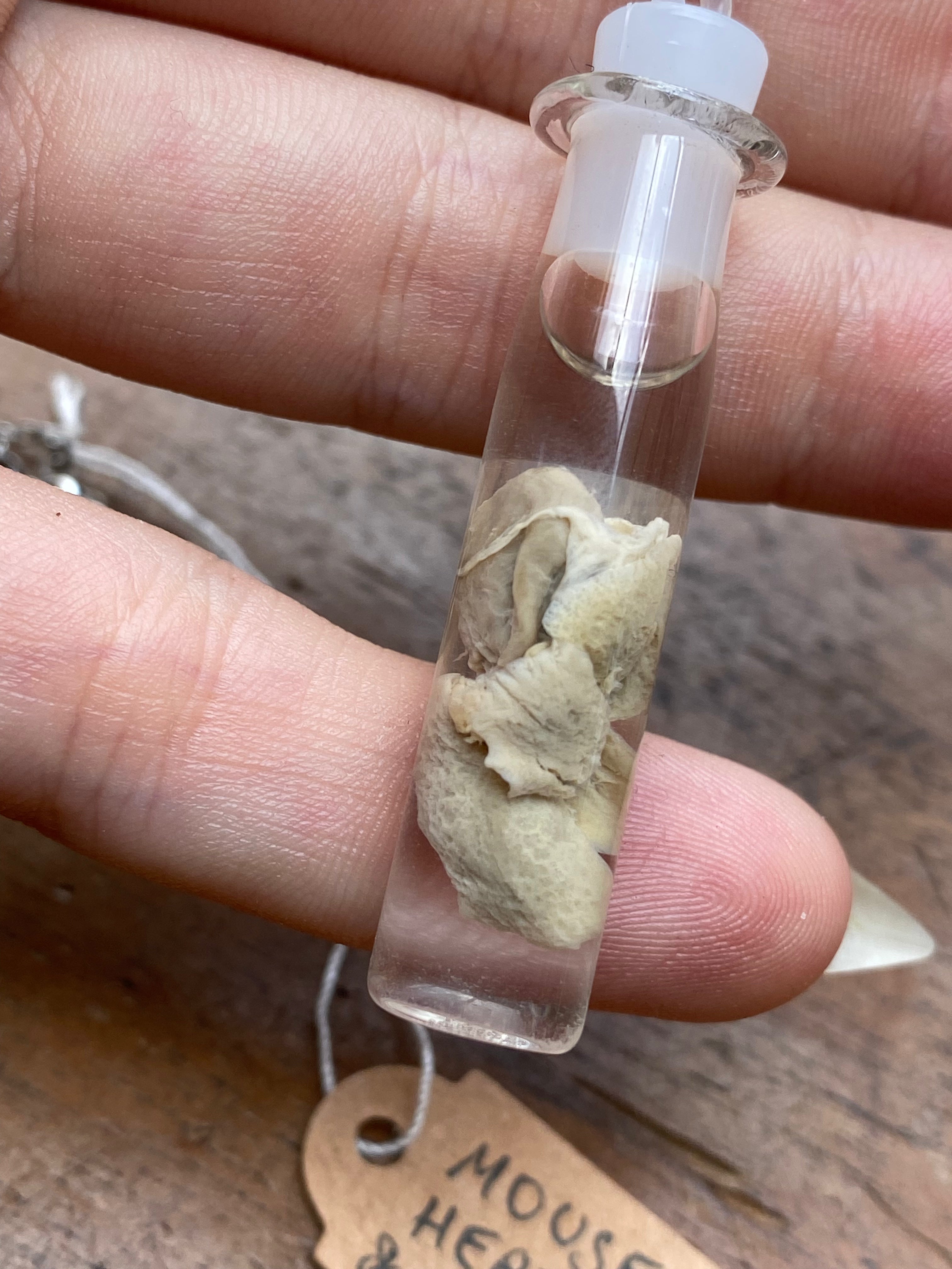 Mouse Heart and Lungs Wet Specimen Necklace
