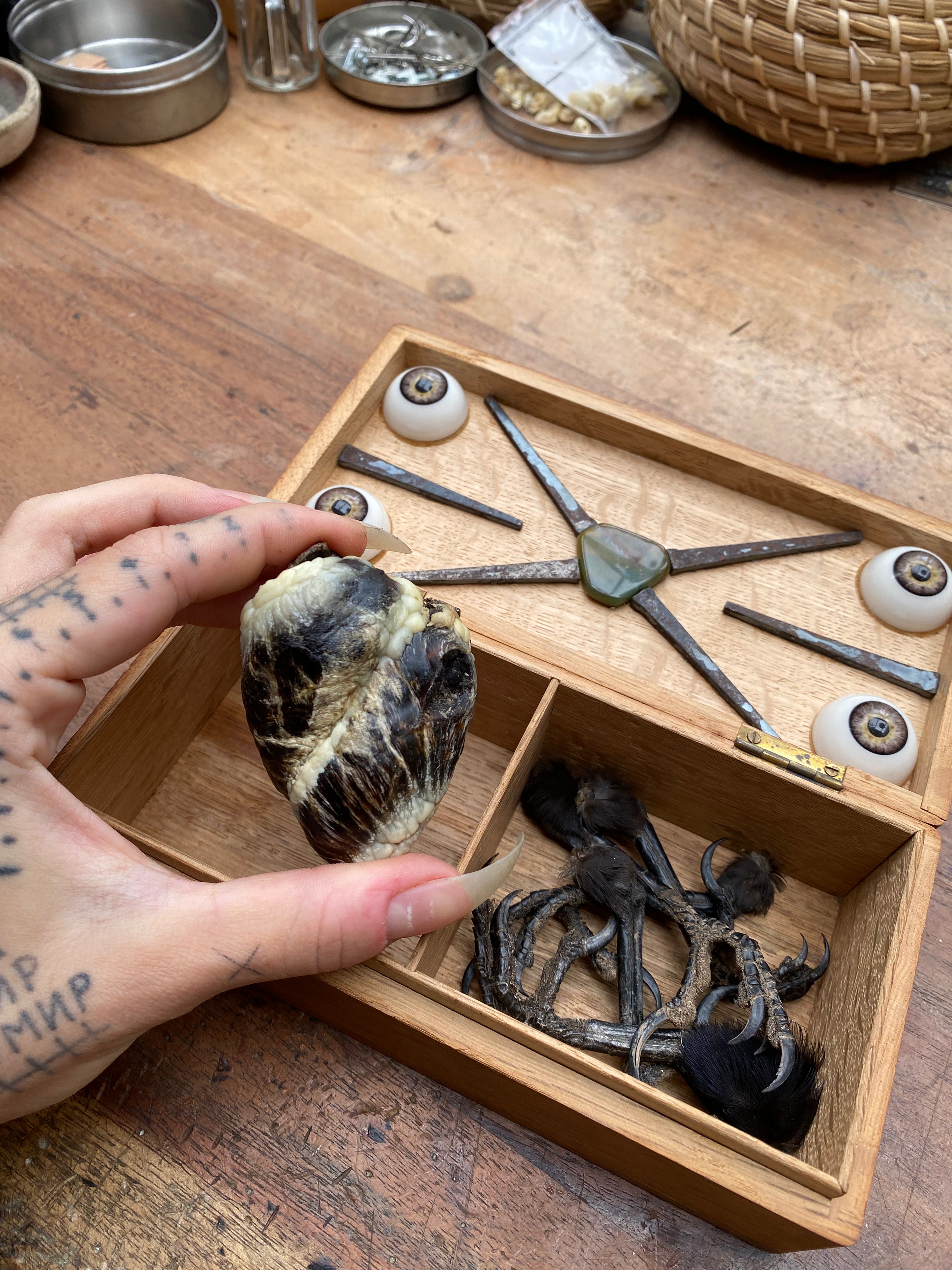 Oddity Box with Mummified Deer Heart, Crow Feet and Coffin Nails
