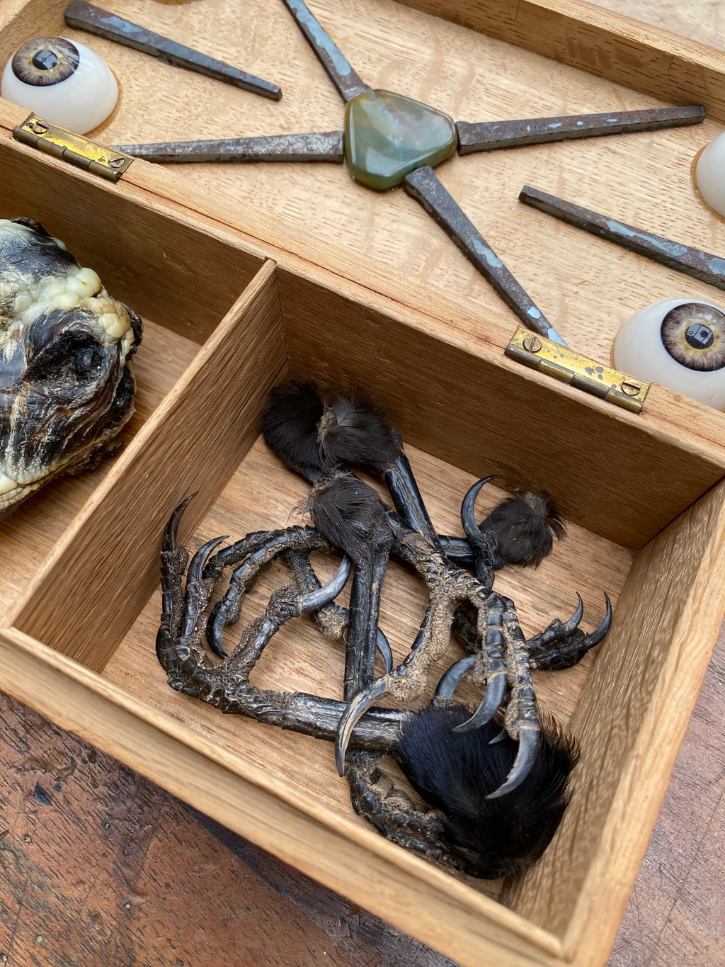 Oddity Box with Mummified Deer Heart, Crow Feet and Coffin Nails