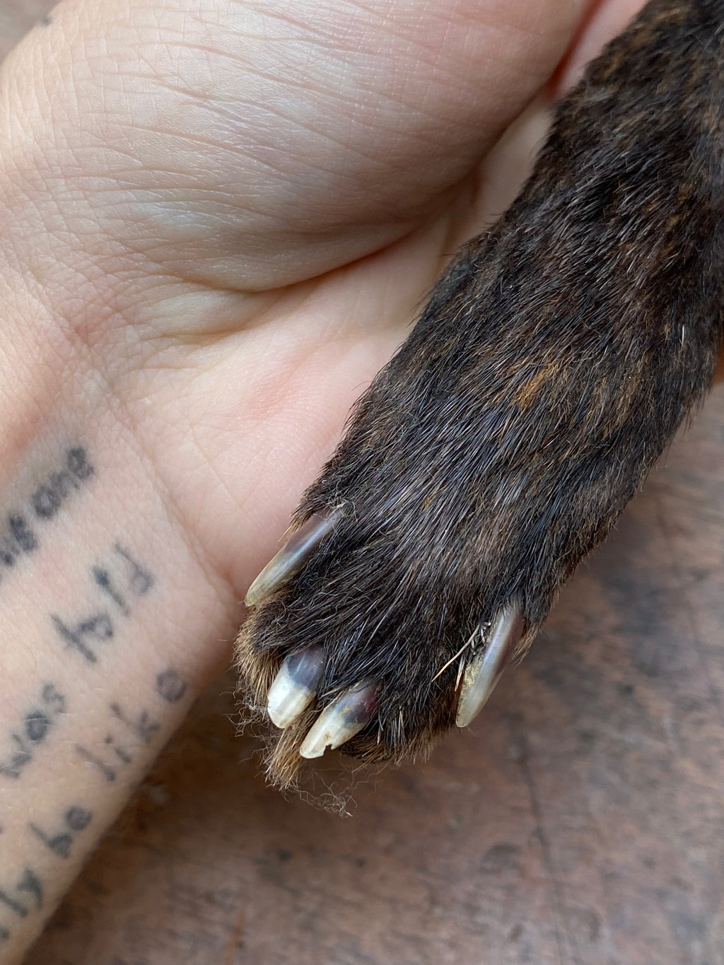 Fox Paw Taxidermy Keychain