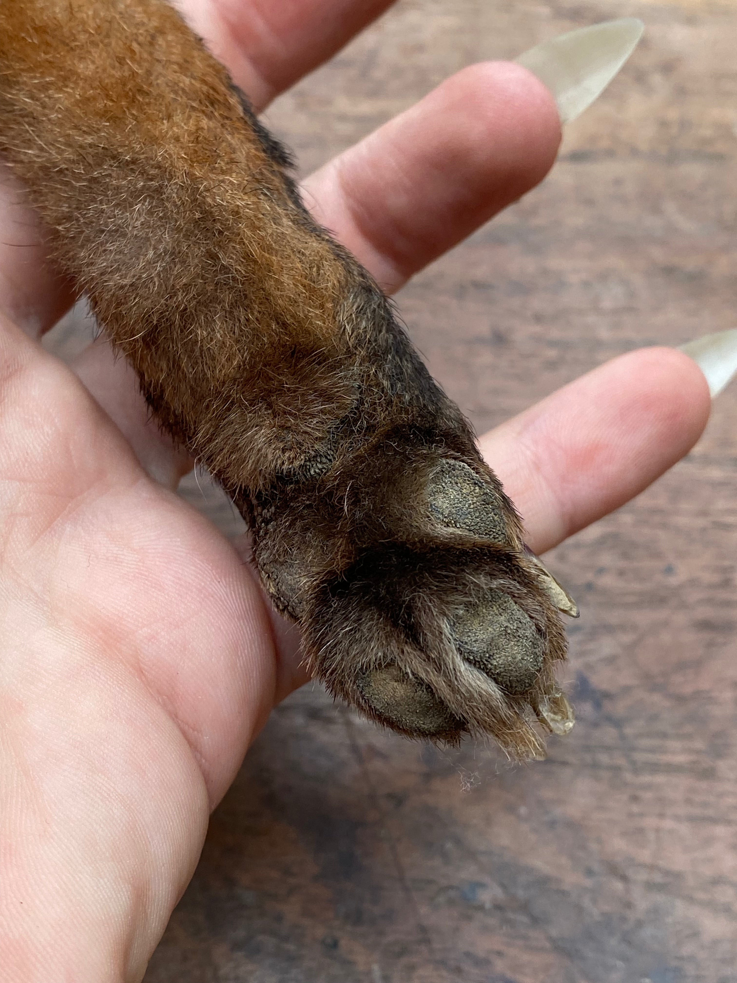Fox Paw Taxidermy Keychain