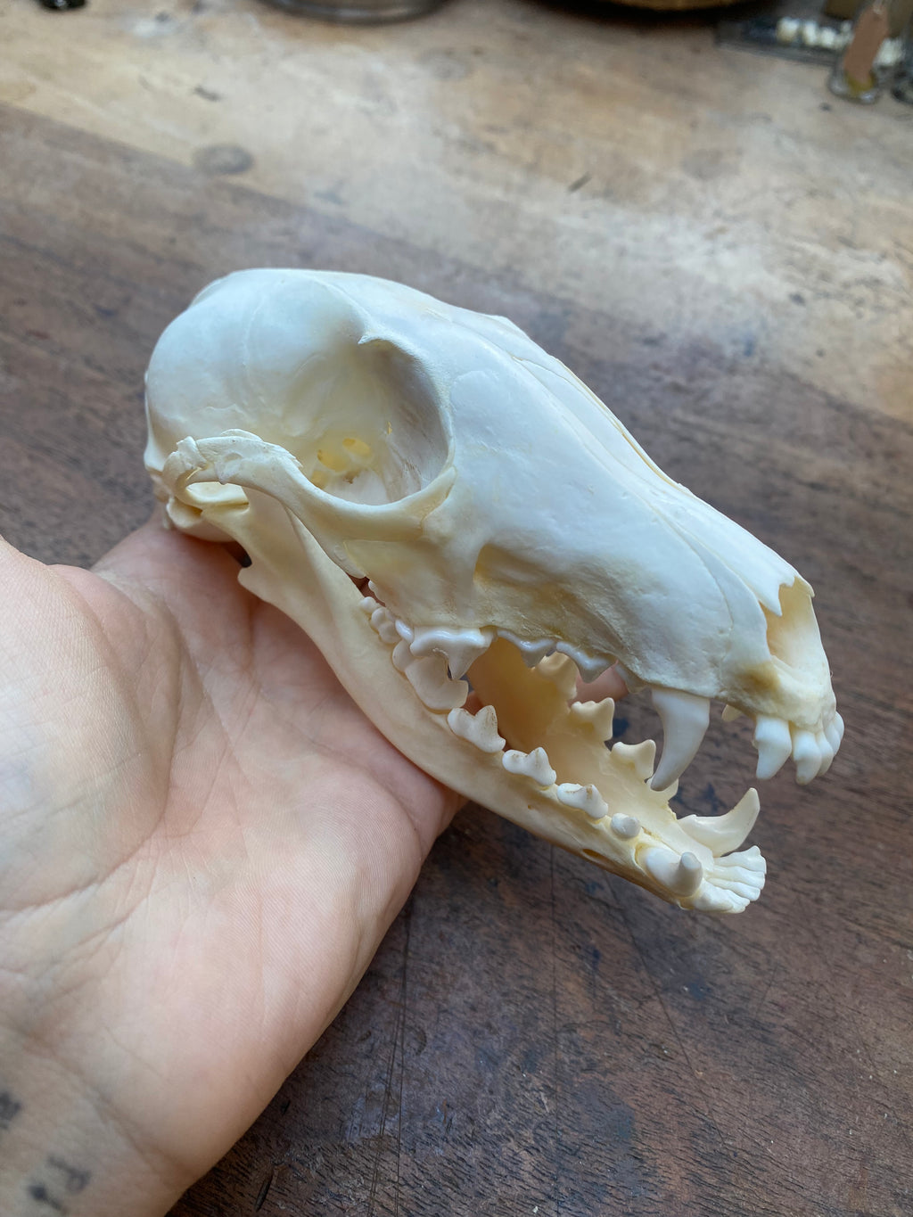 Fox Skull in Open Jaw Position