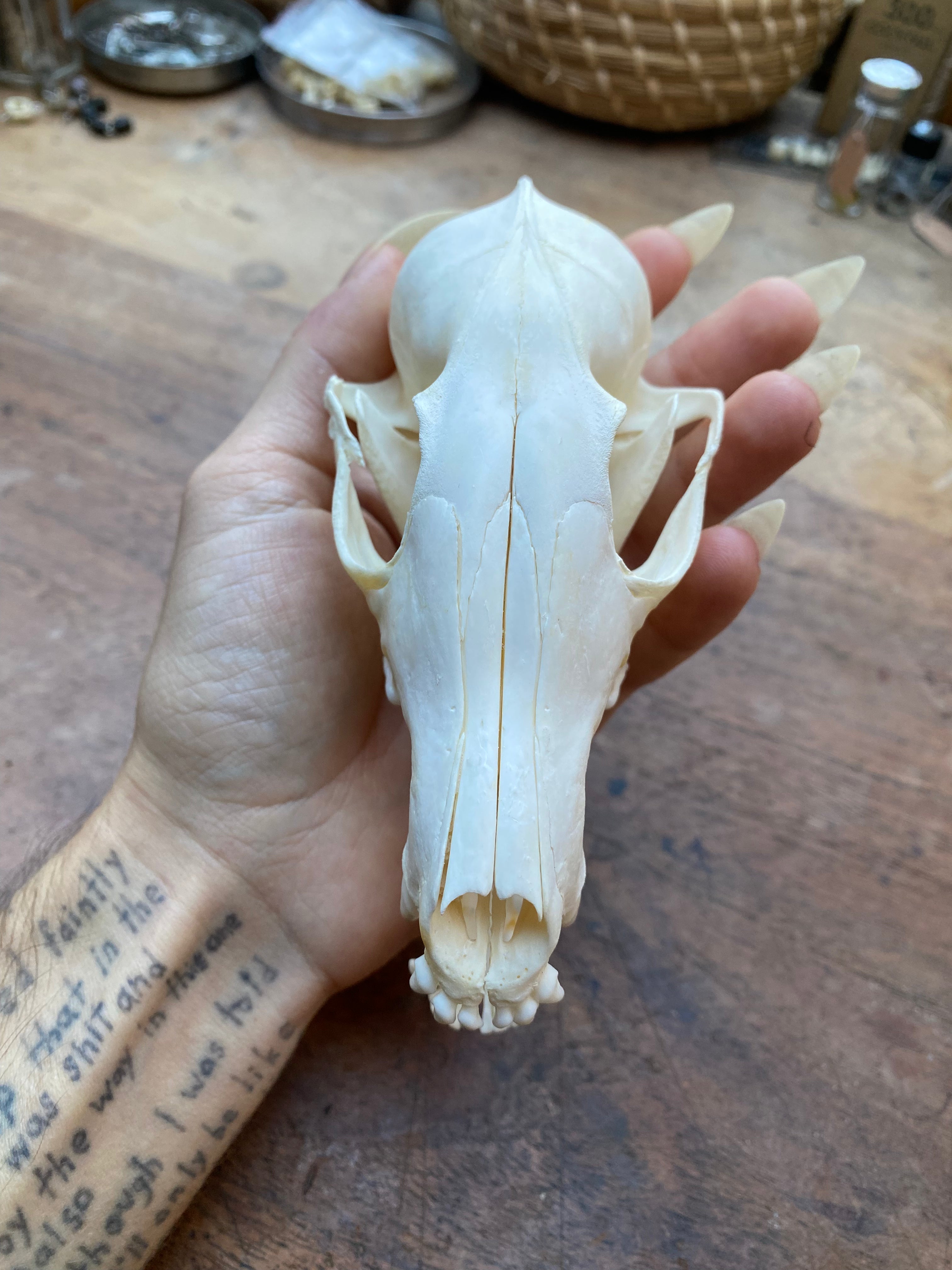 Fox Skull in Open Jaw Position