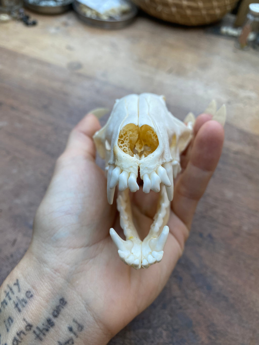 Fox Skull in Open Jaw Position