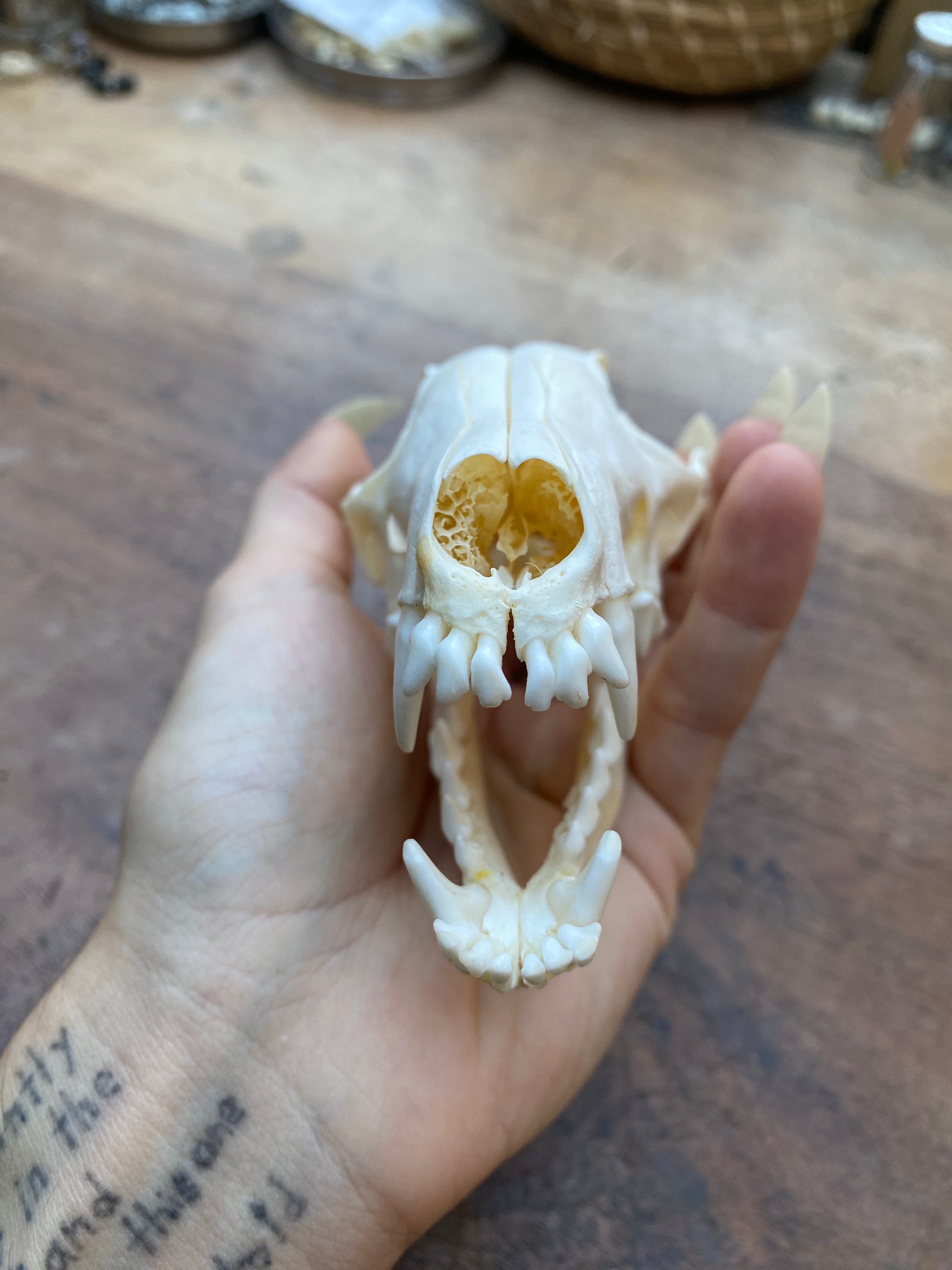 Fox Skull in Open Jaw Position