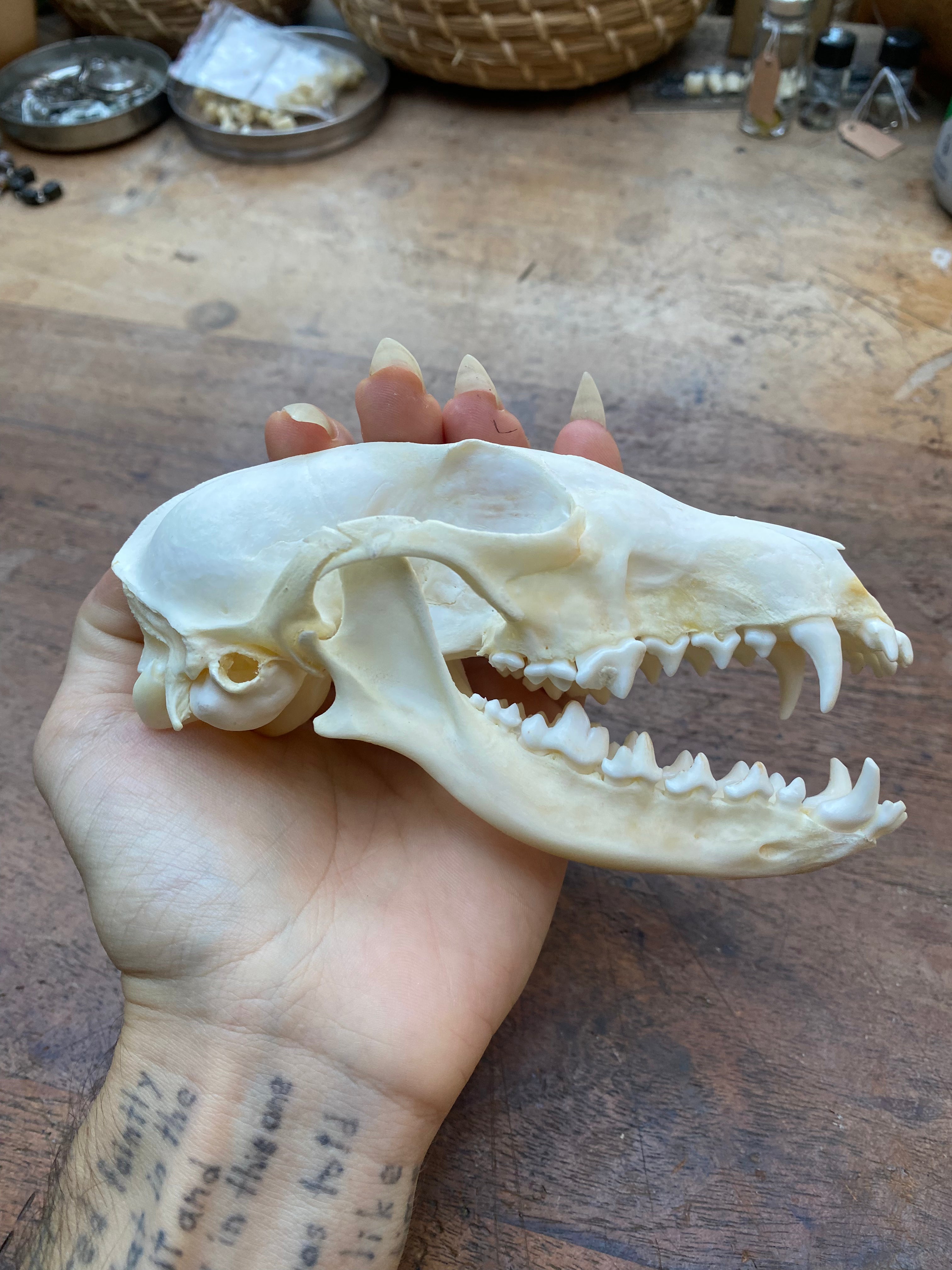 Fox Skull in Open Jaw Position