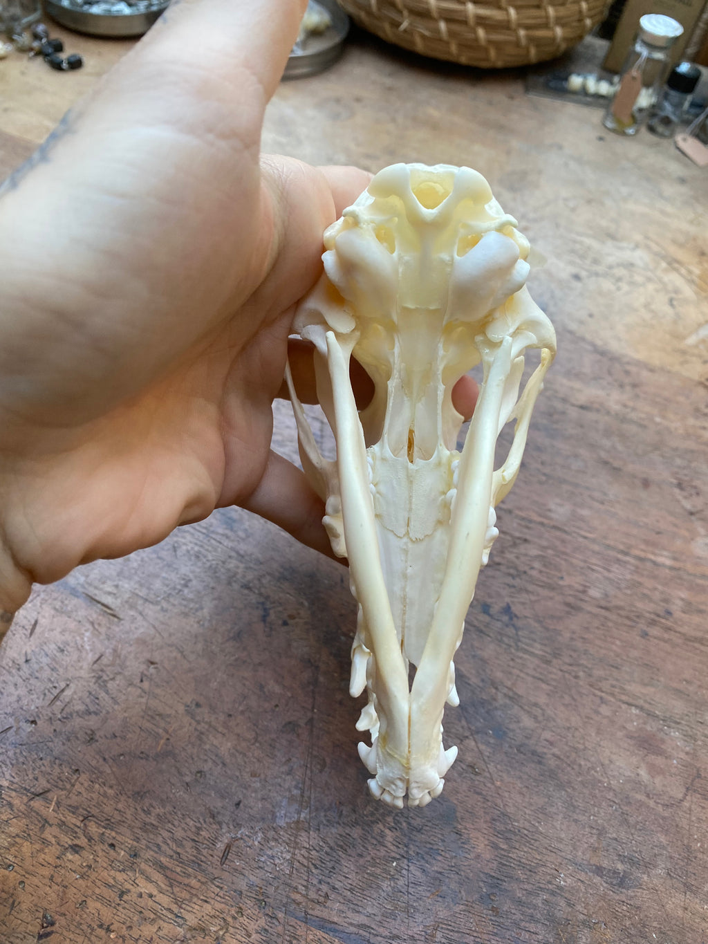 Fox Skull in Open Jaw Position
