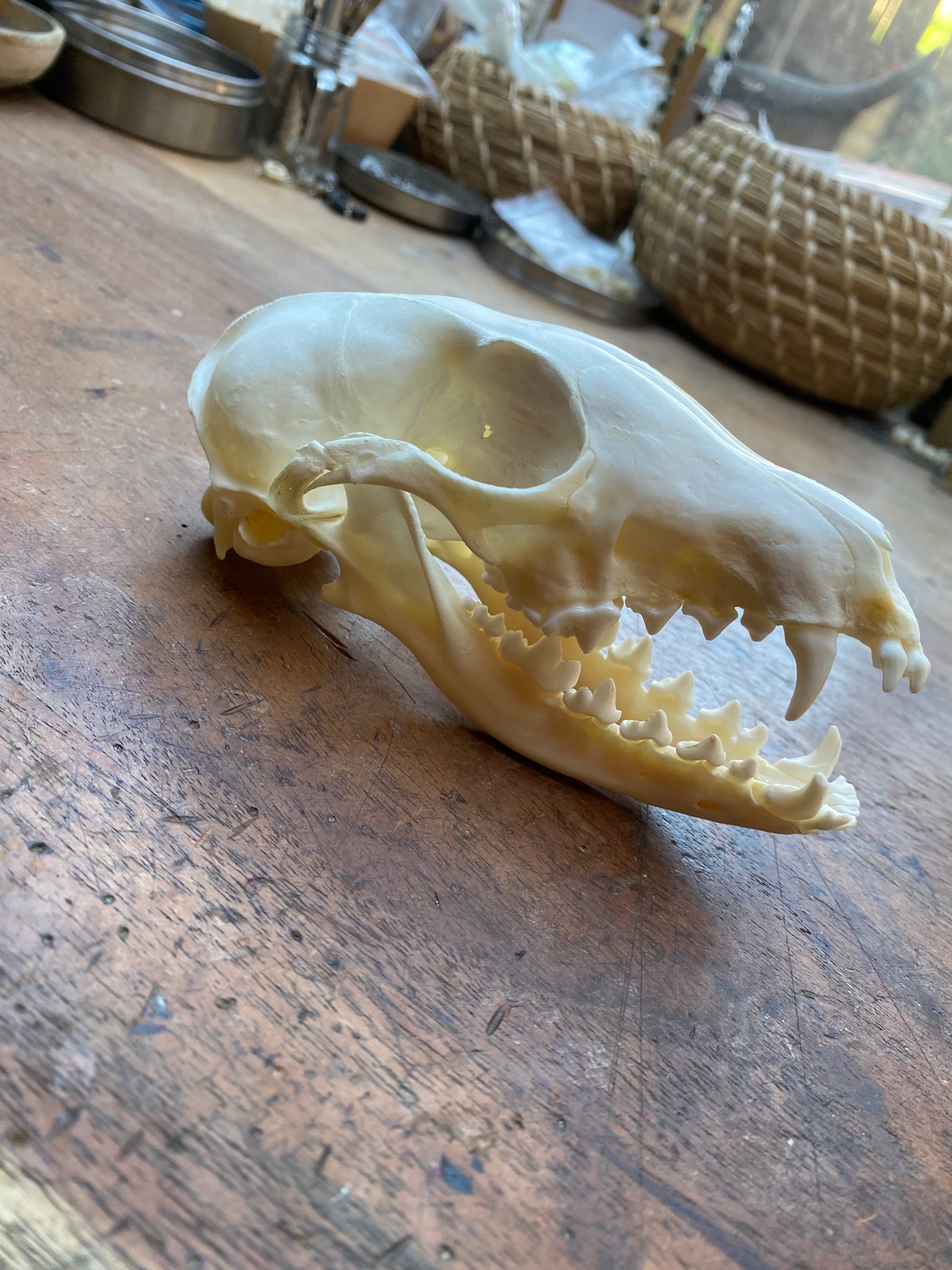 Fox Skull in Open Jaw Position