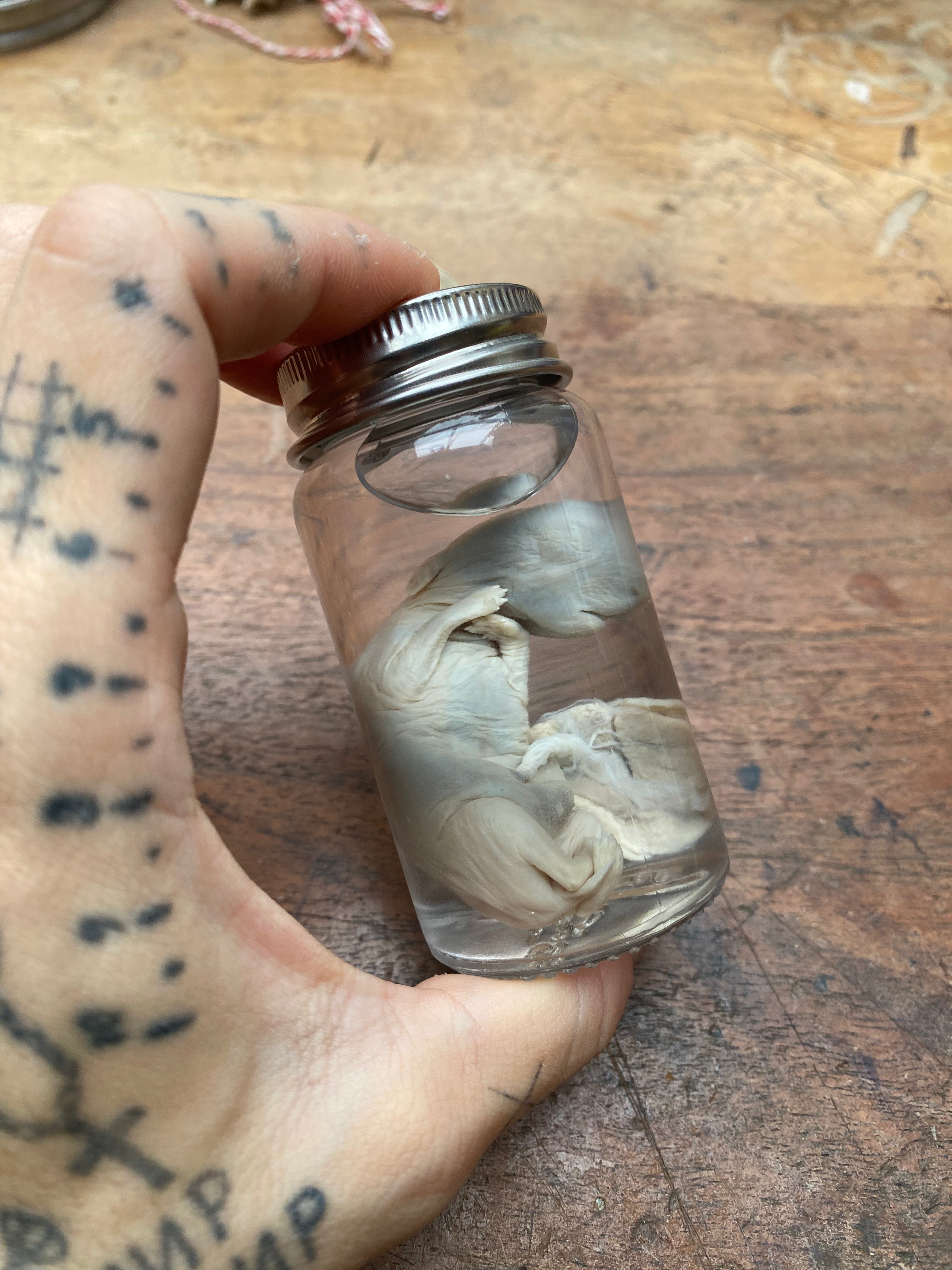 Stillborn Rabbit Fetus with Placenta Wet Specimen