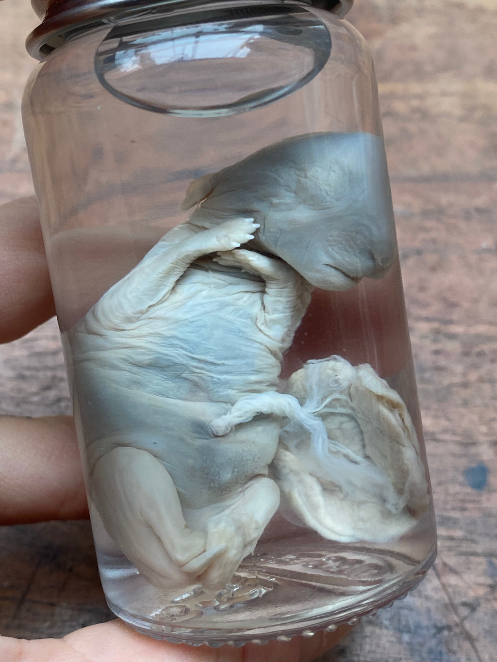 Stillborn Rabbit Fetus with Placenta Wet Specimen