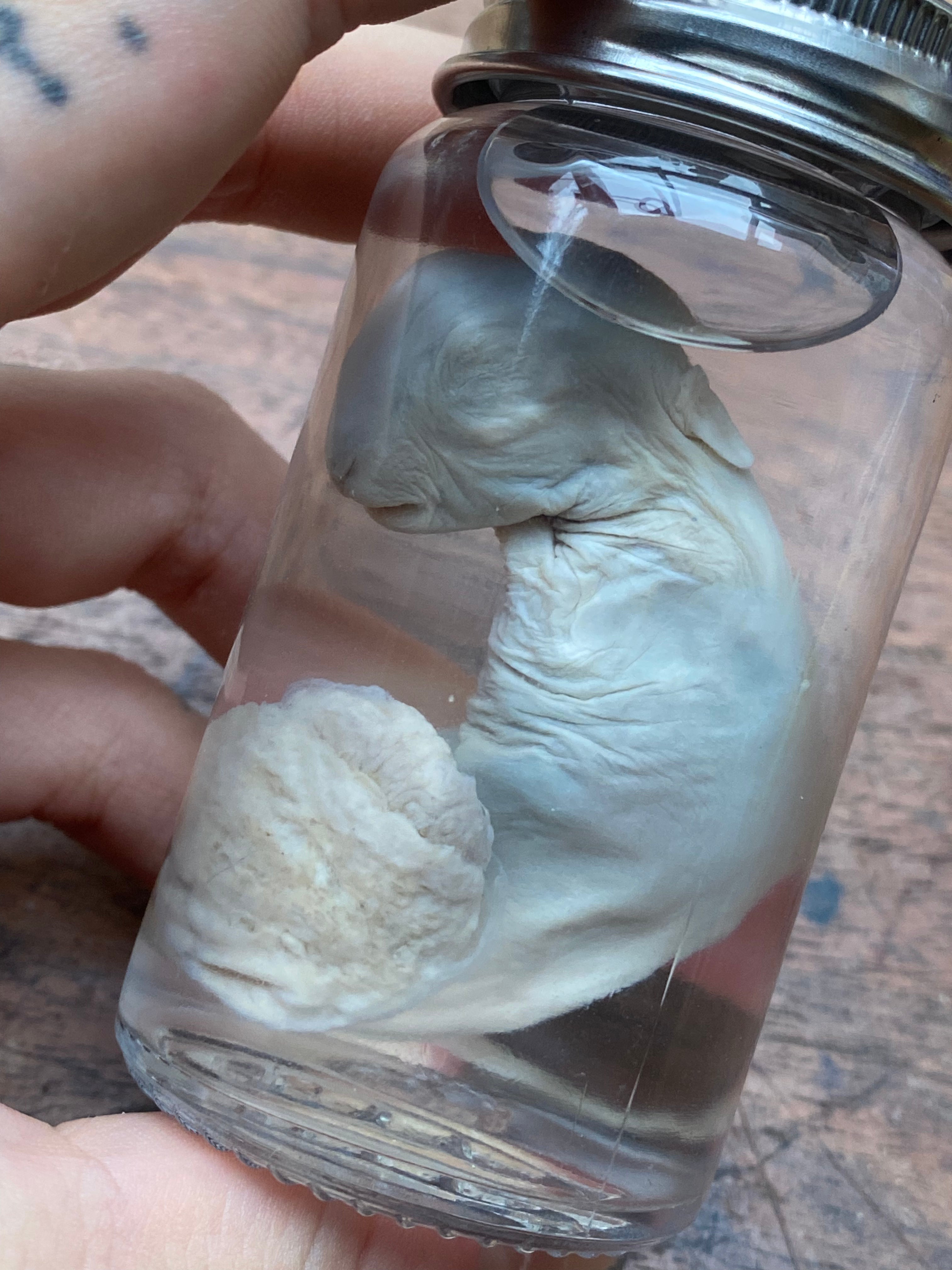 Stillborn Rabbit Fetus with Placenta Wet Specimen
