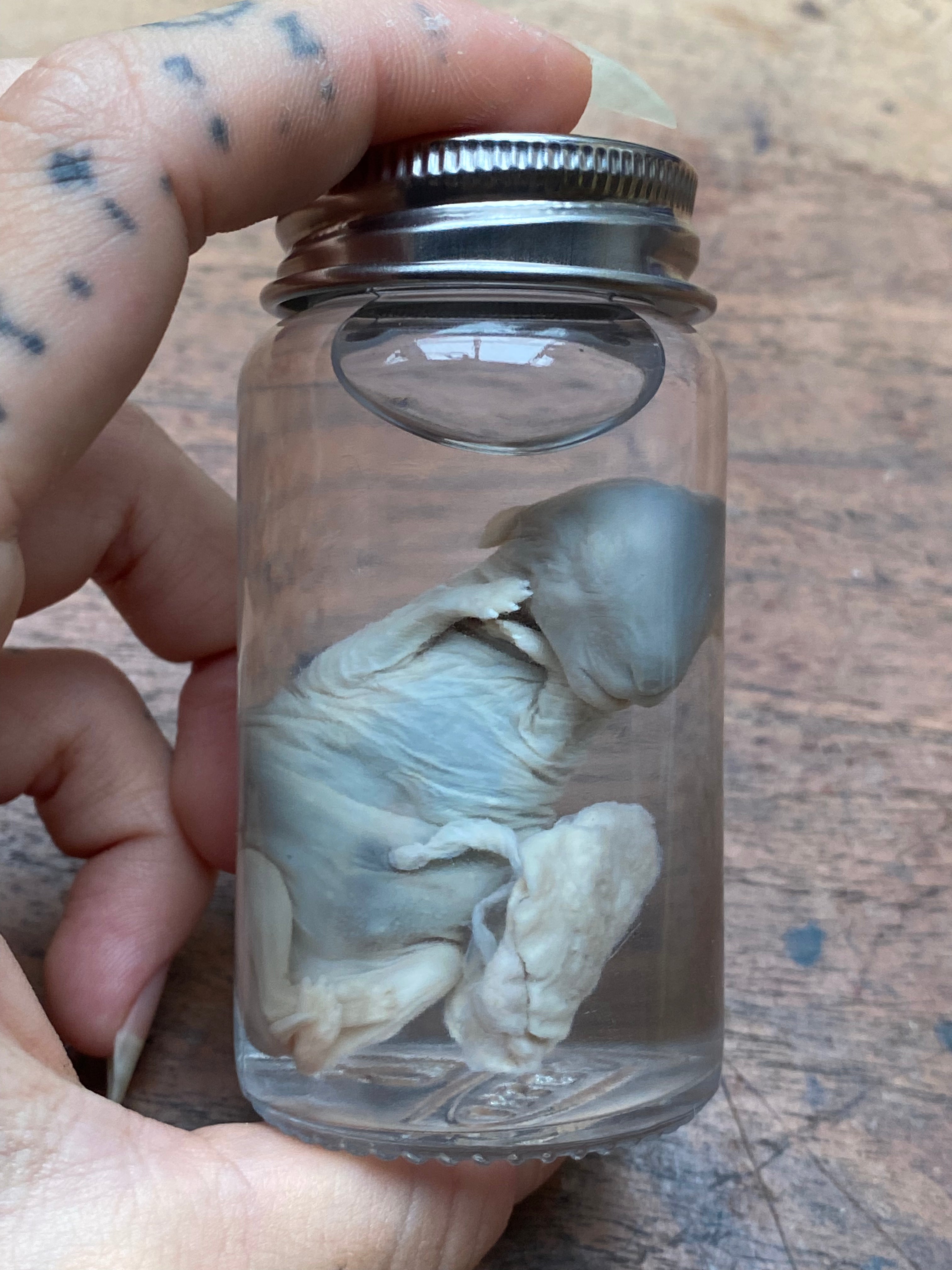 Stillborn Rabbit Fetus with Placenta Wet Specimen