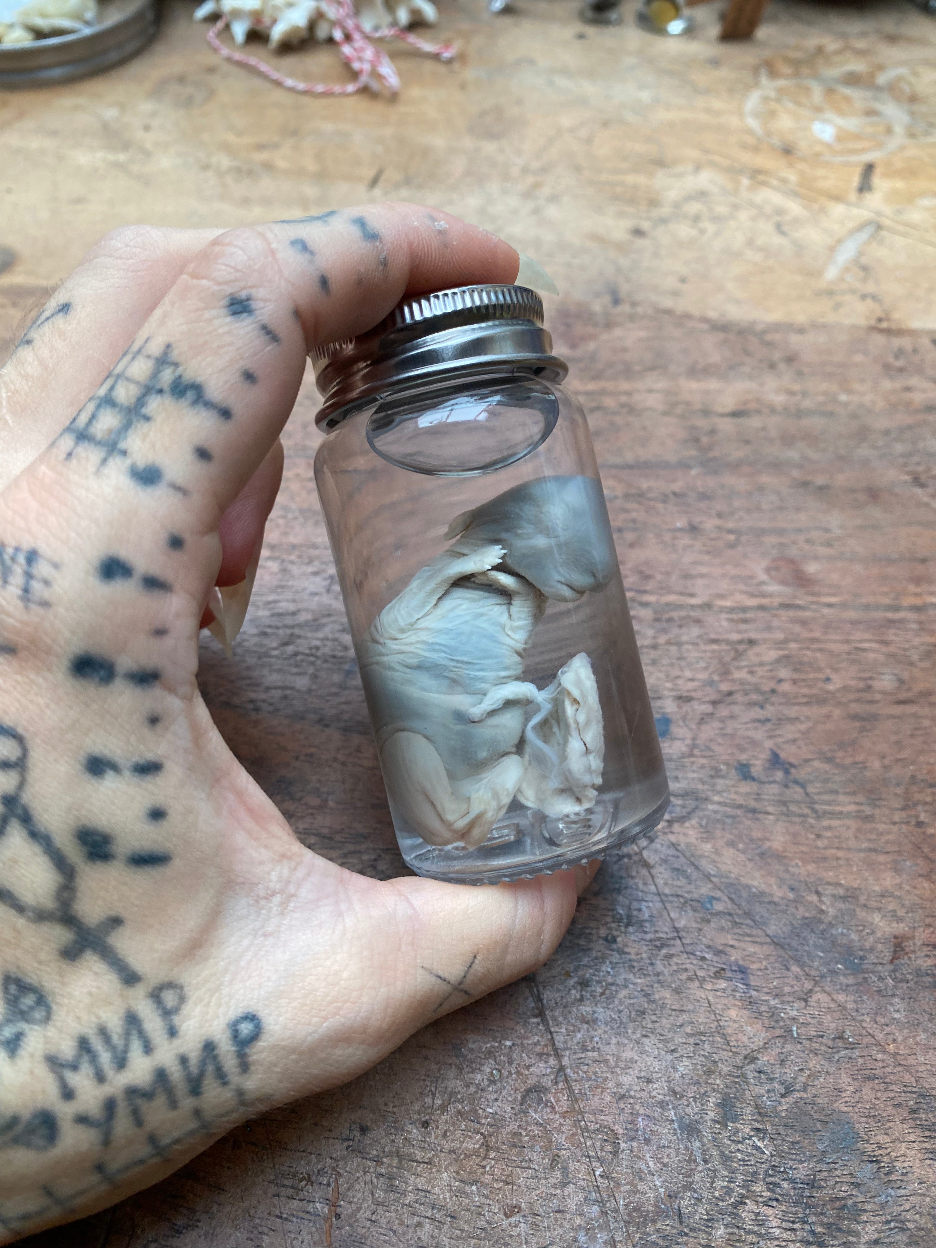Stillborn Rabbit Fetus with Placenta Wet Specimen