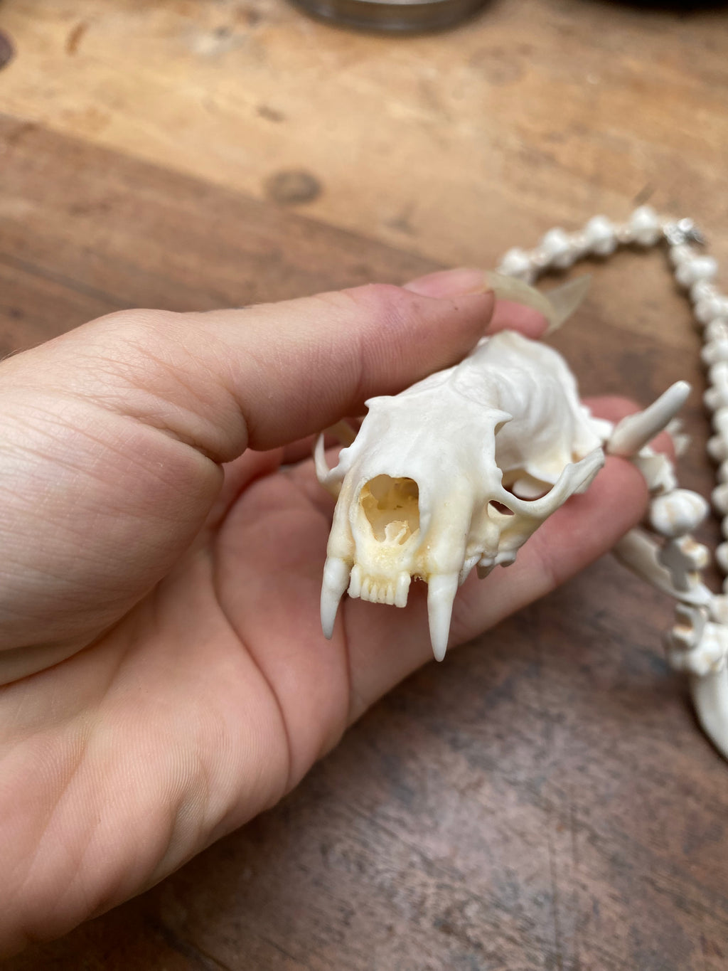 Mink Skull, Coyote Teeth and Howlite Beads Necklace