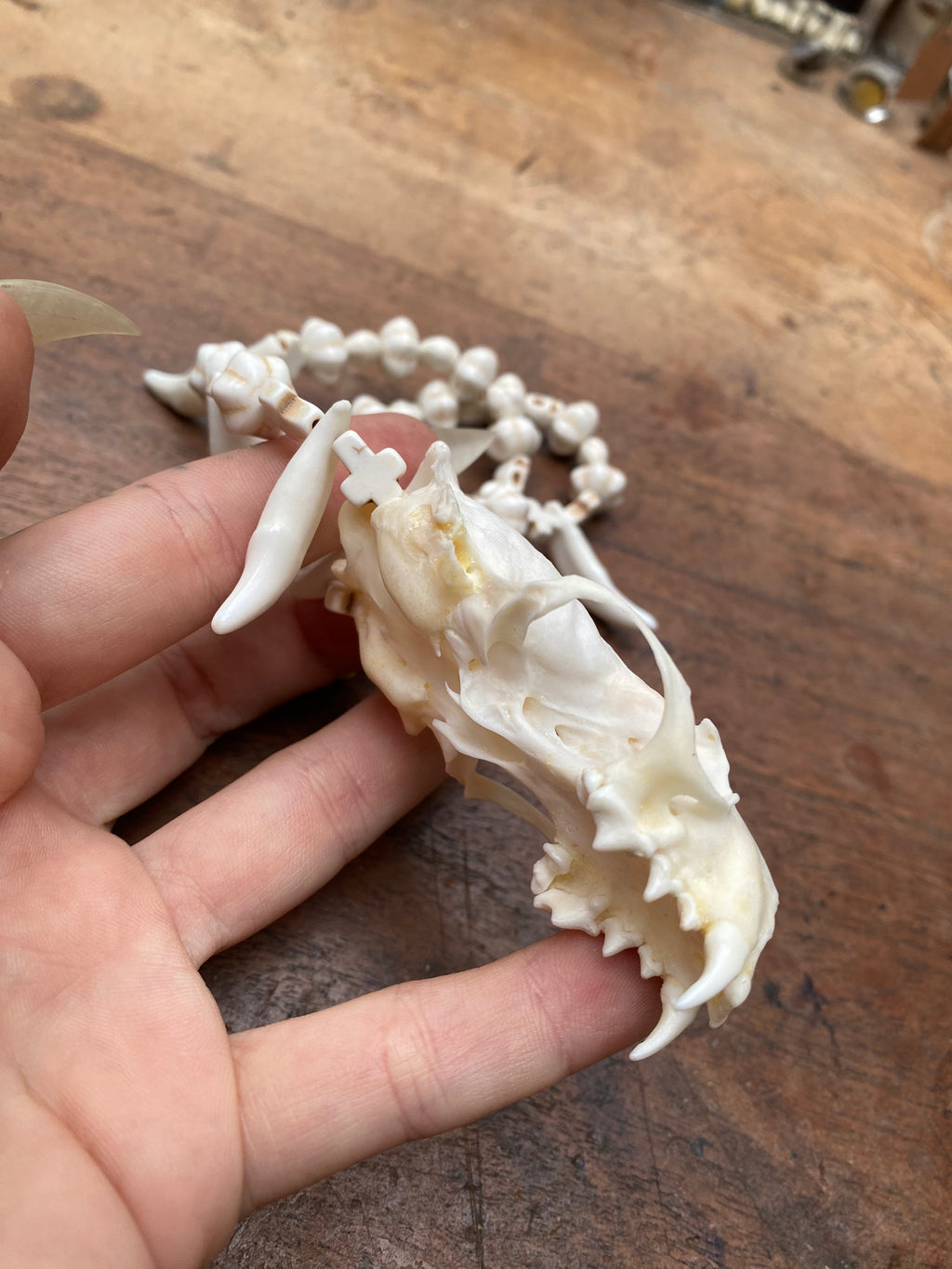 Mink Skull, Coyote Teeth and Howlite Beads Necklace