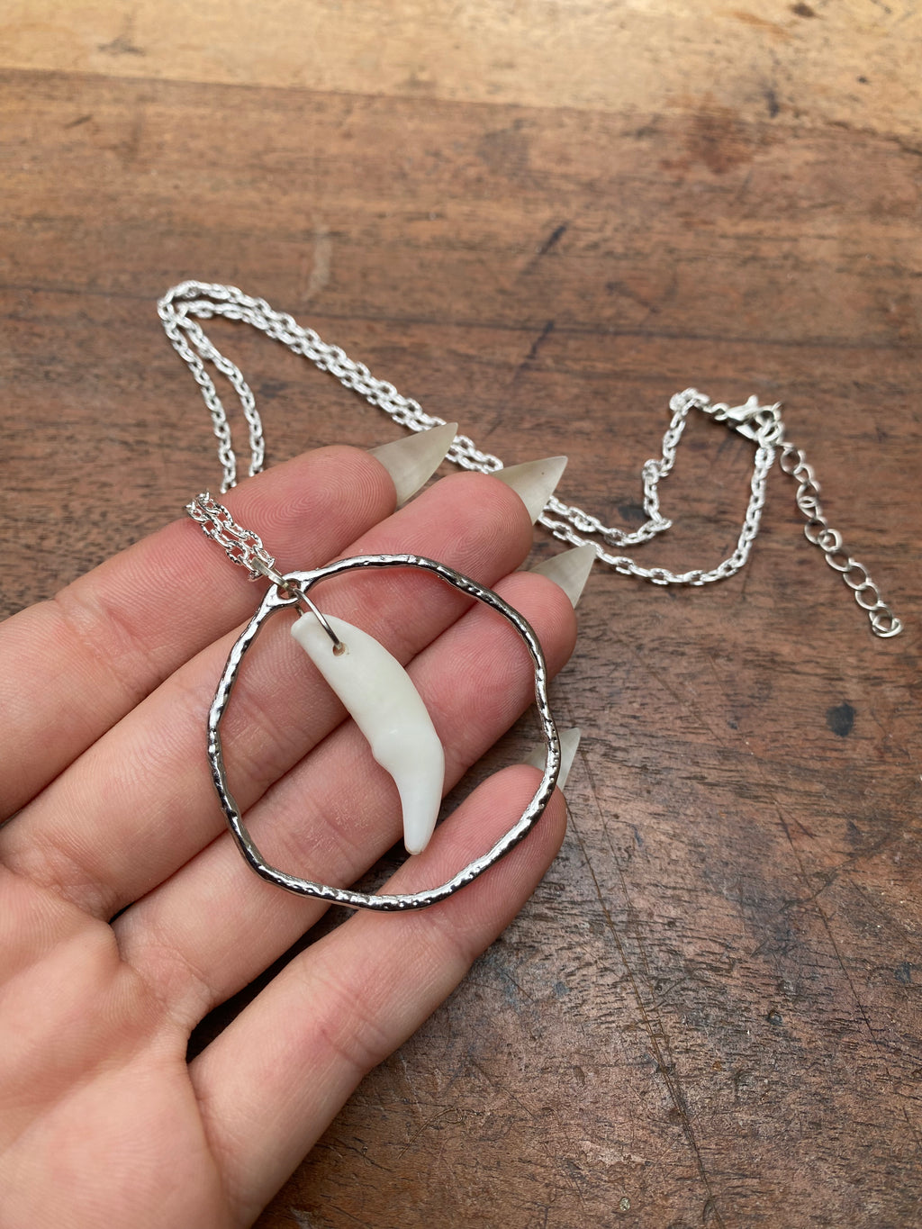 Coyote Tooth in Circle Neckace