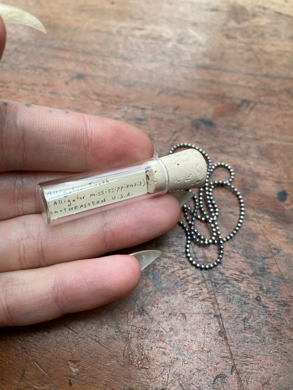 Alligator Tooth in Glass Vial Necklace