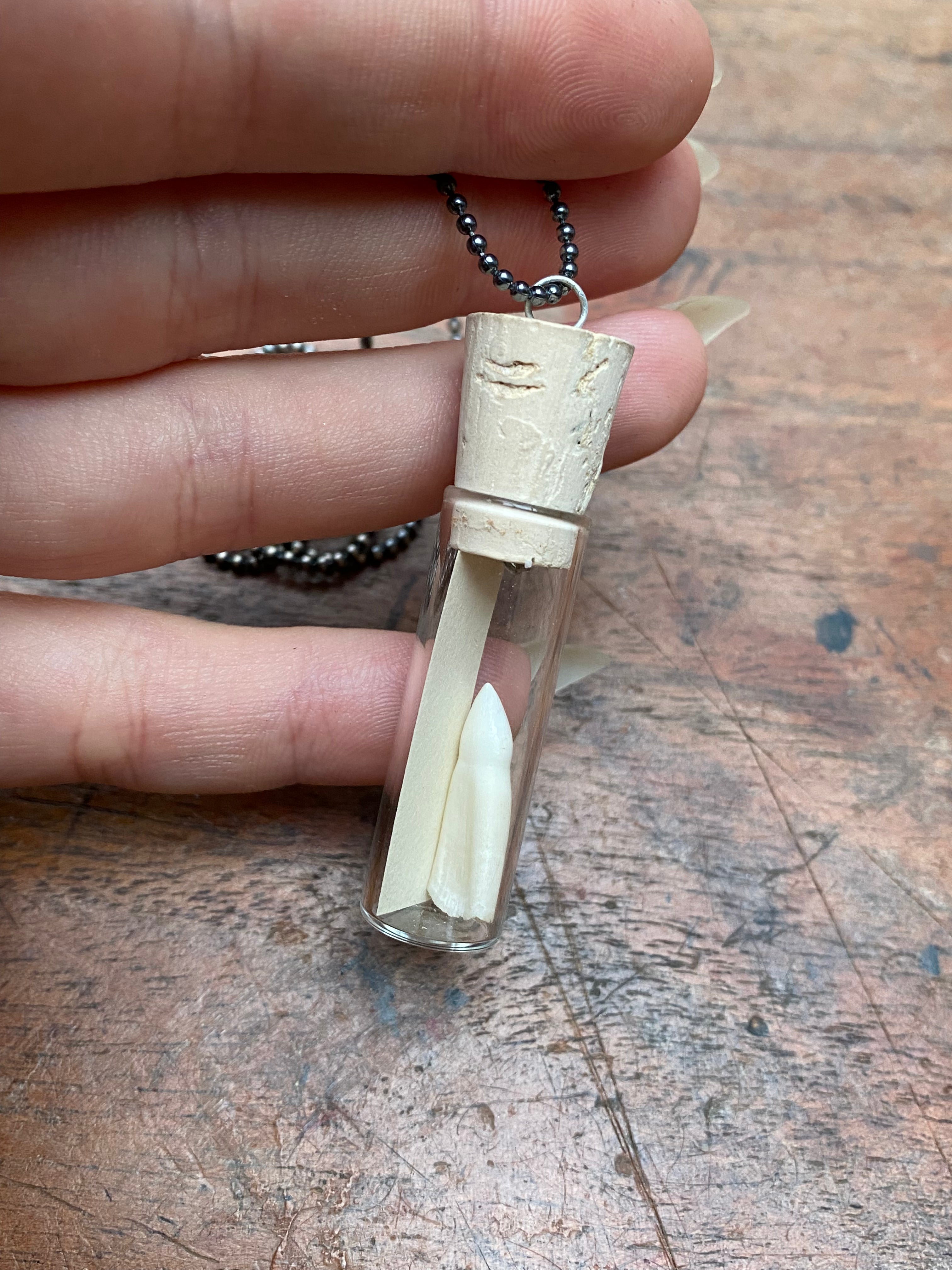 Alligator Tooth in Glass Vial Necklace