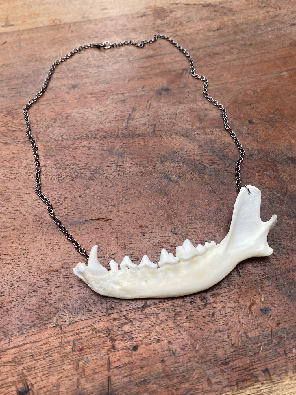 Fox Jaw with Gunmetal Chain Necklace
