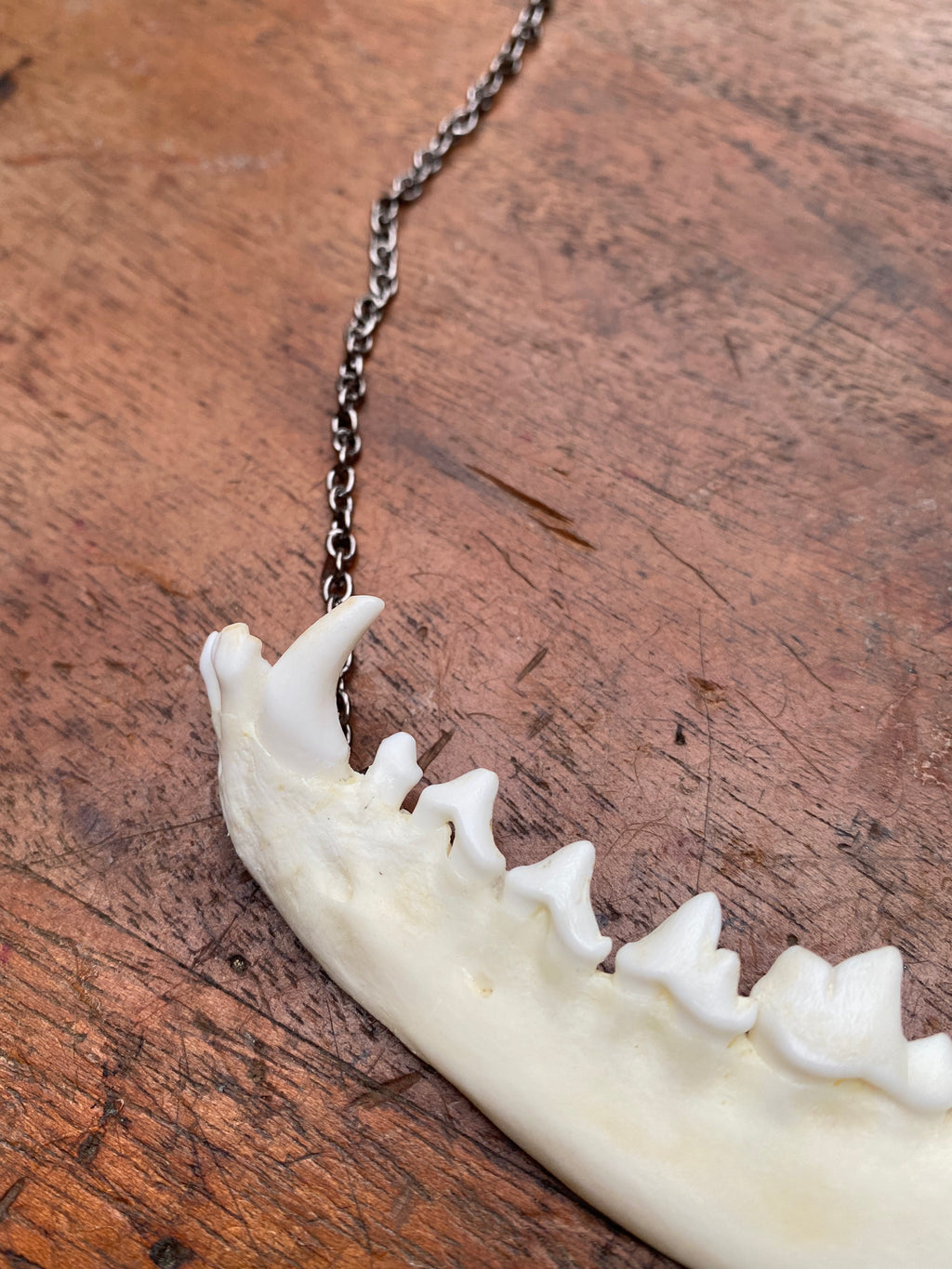 Fox Jaw with Gunmetal Chain Necklace