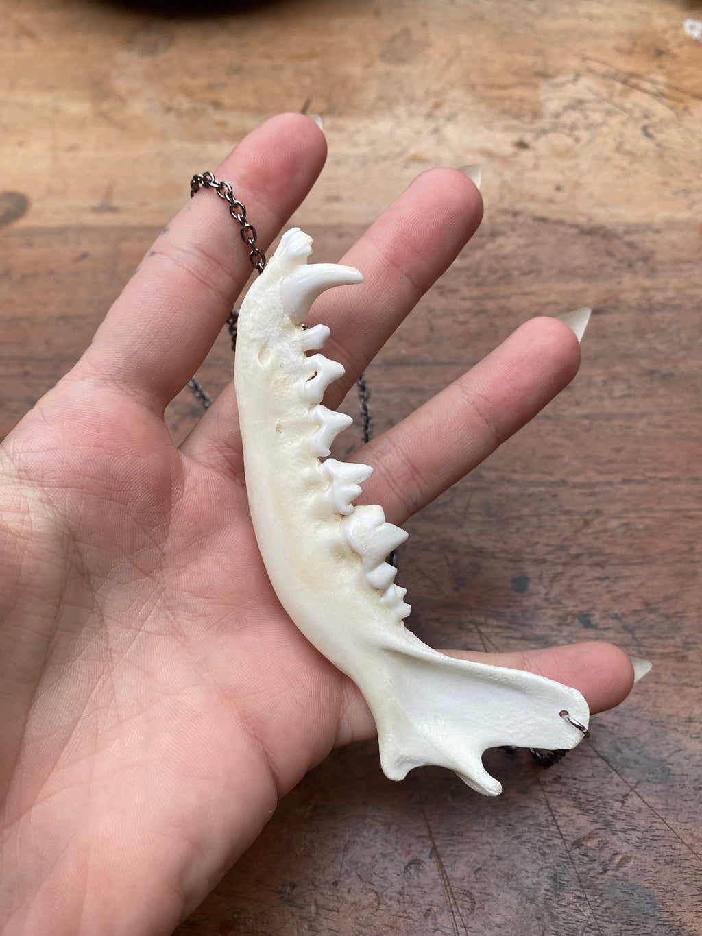 Fox Jaw with Gunmetal Chain Necklace