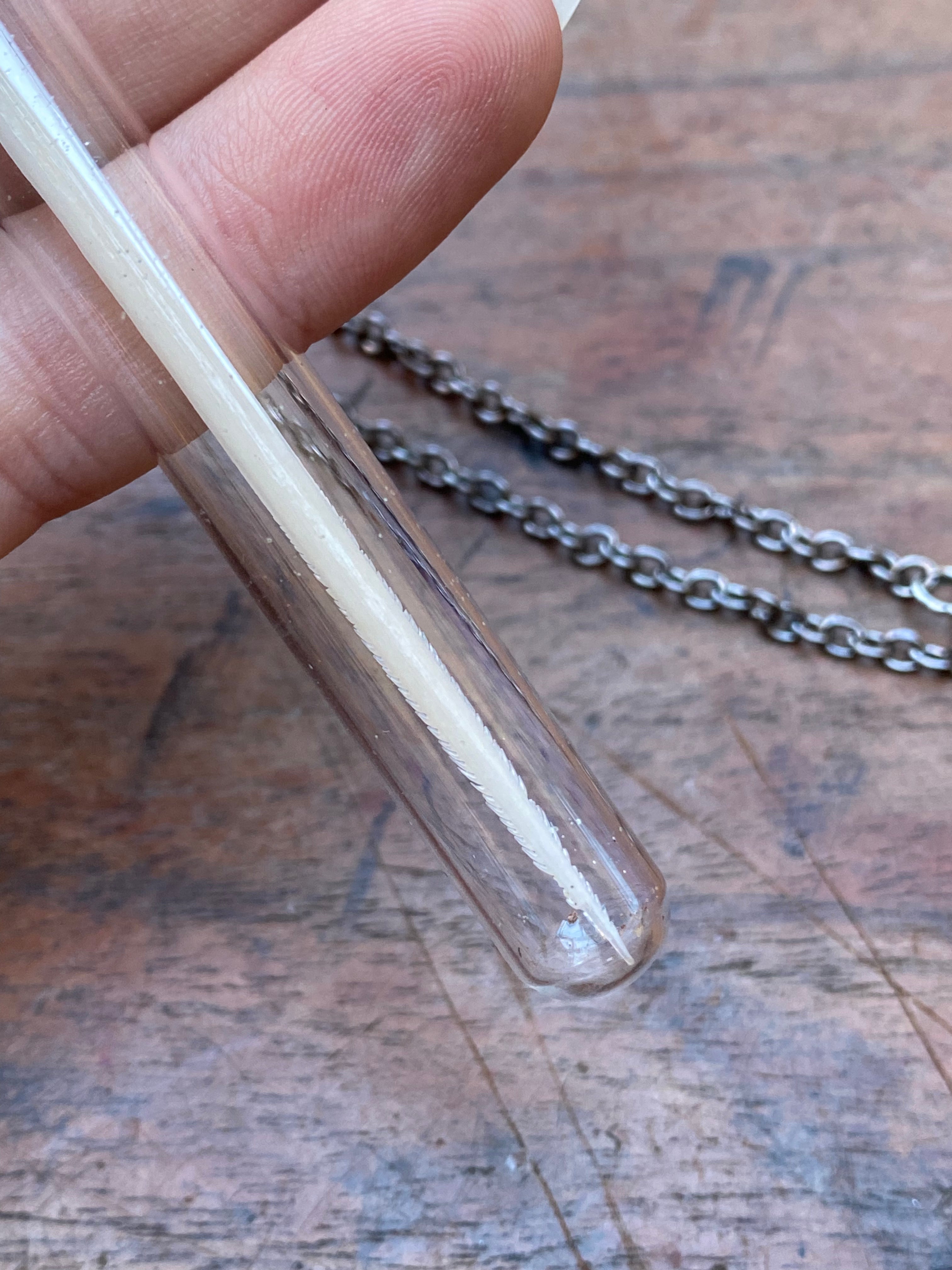 Stingray Stinger in Glass Vial Necklace