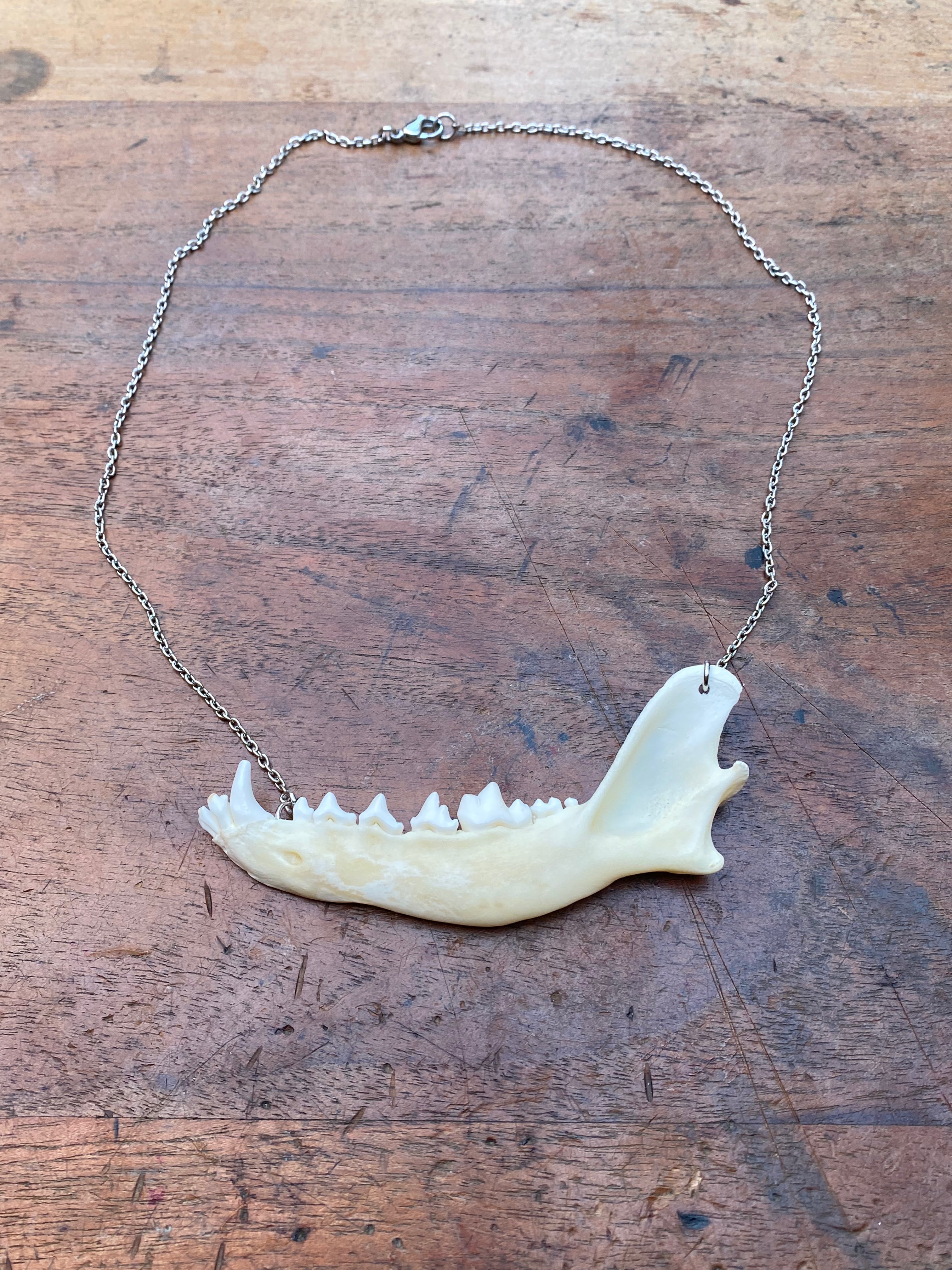 Fox Jaw on Stainless Steel Chain Necklace
