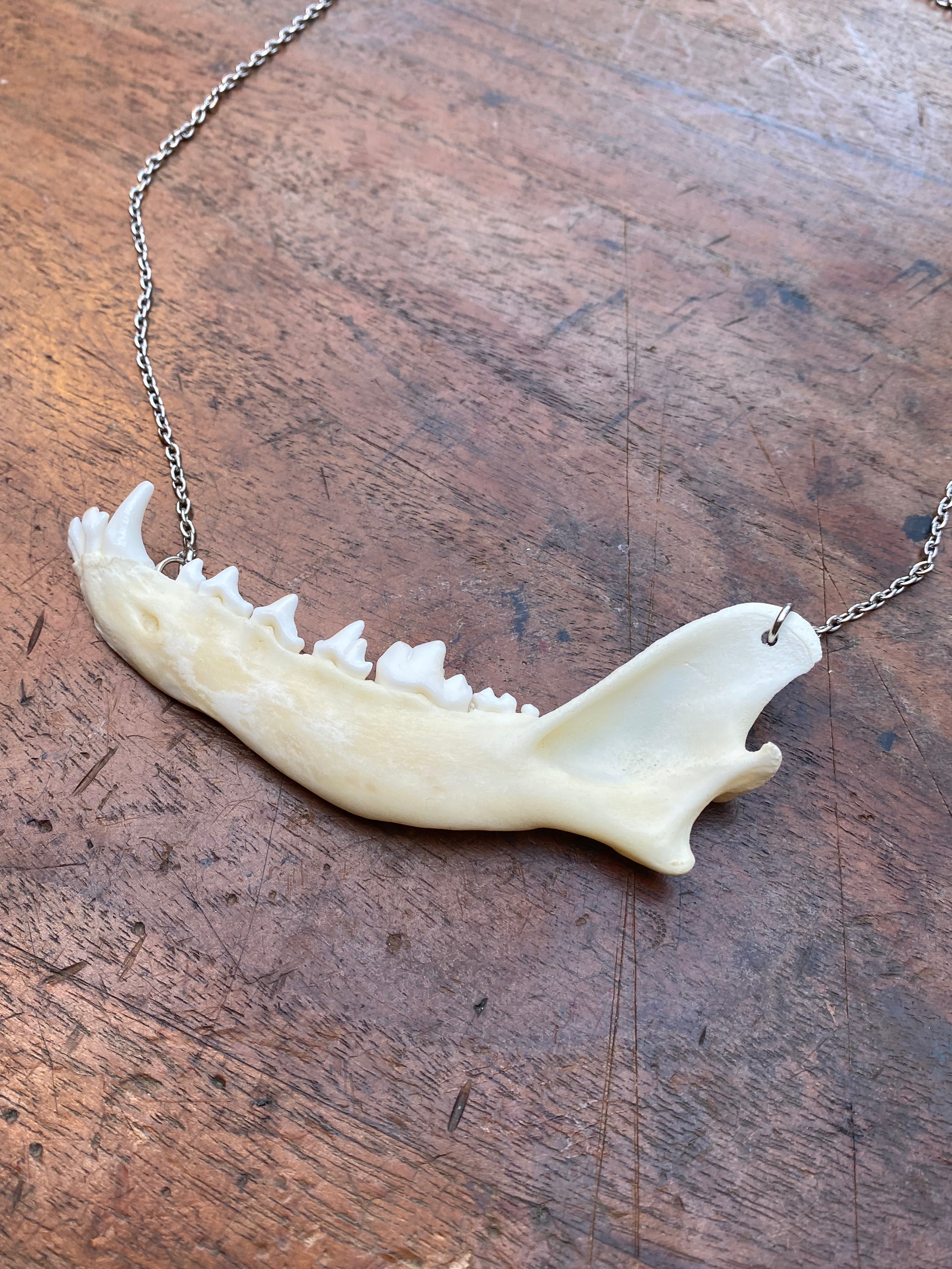 Fox Jaw on Stainless Steel Chain Necklace