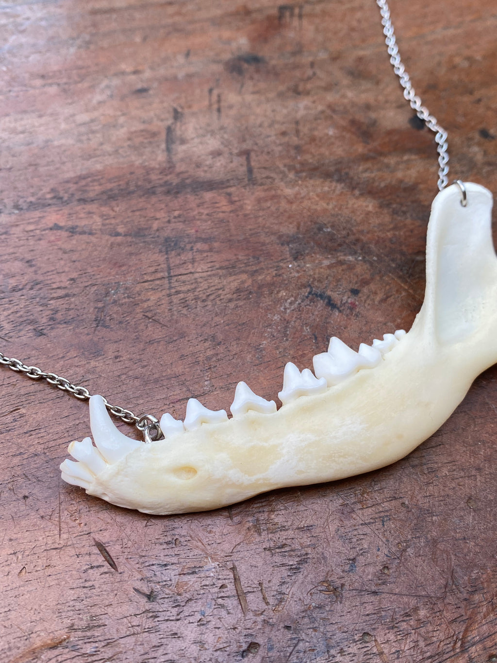 Fox Jaw on Stainless Steel Chain Necklace