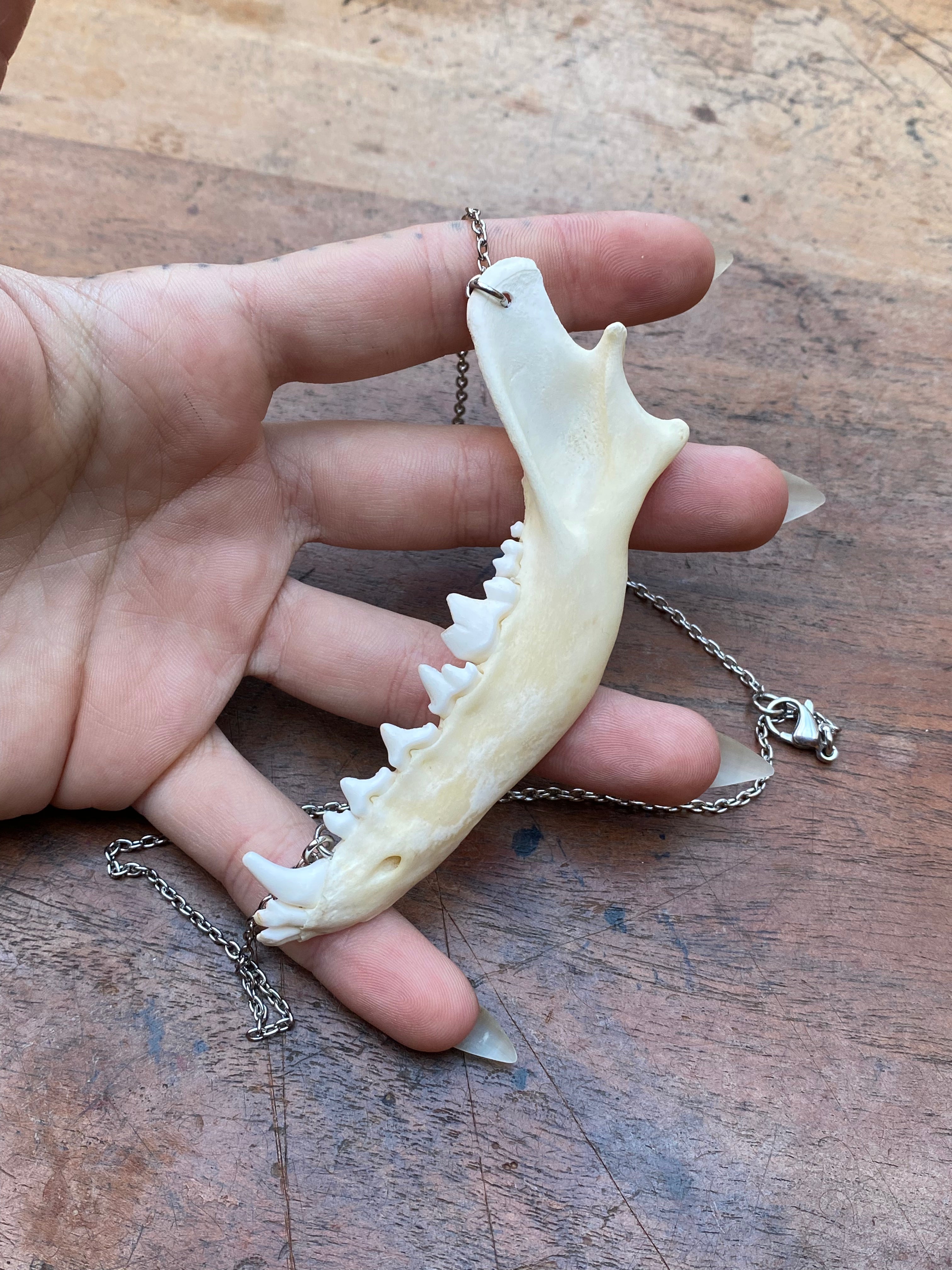 Fox Jaw on Stainless Steel Chain Necklace