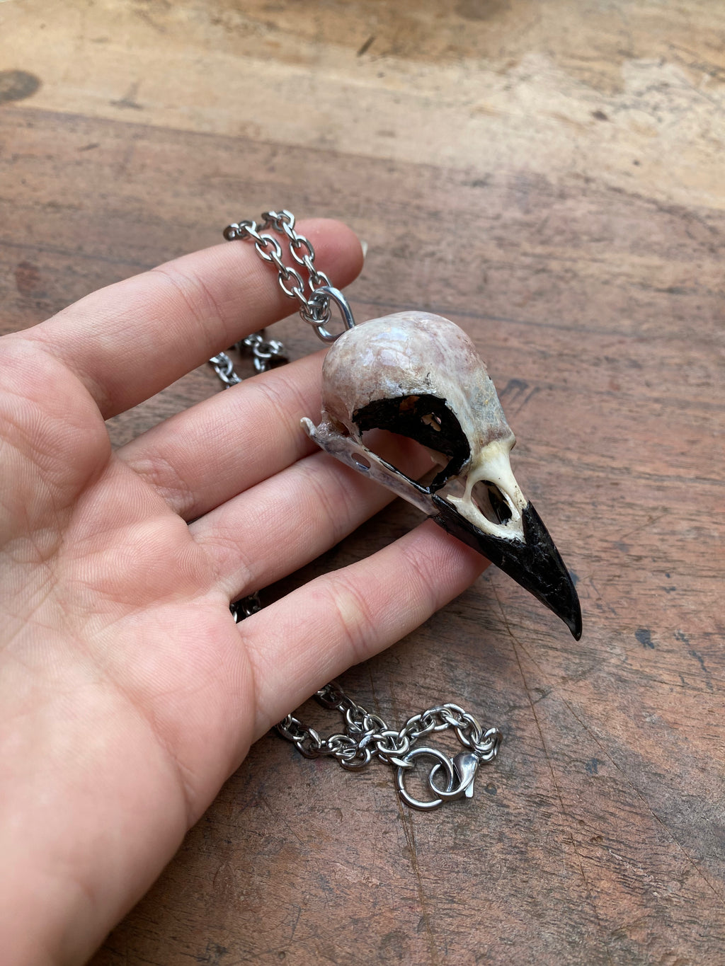 Crow Skull on Stainless Steel Chain Necklace