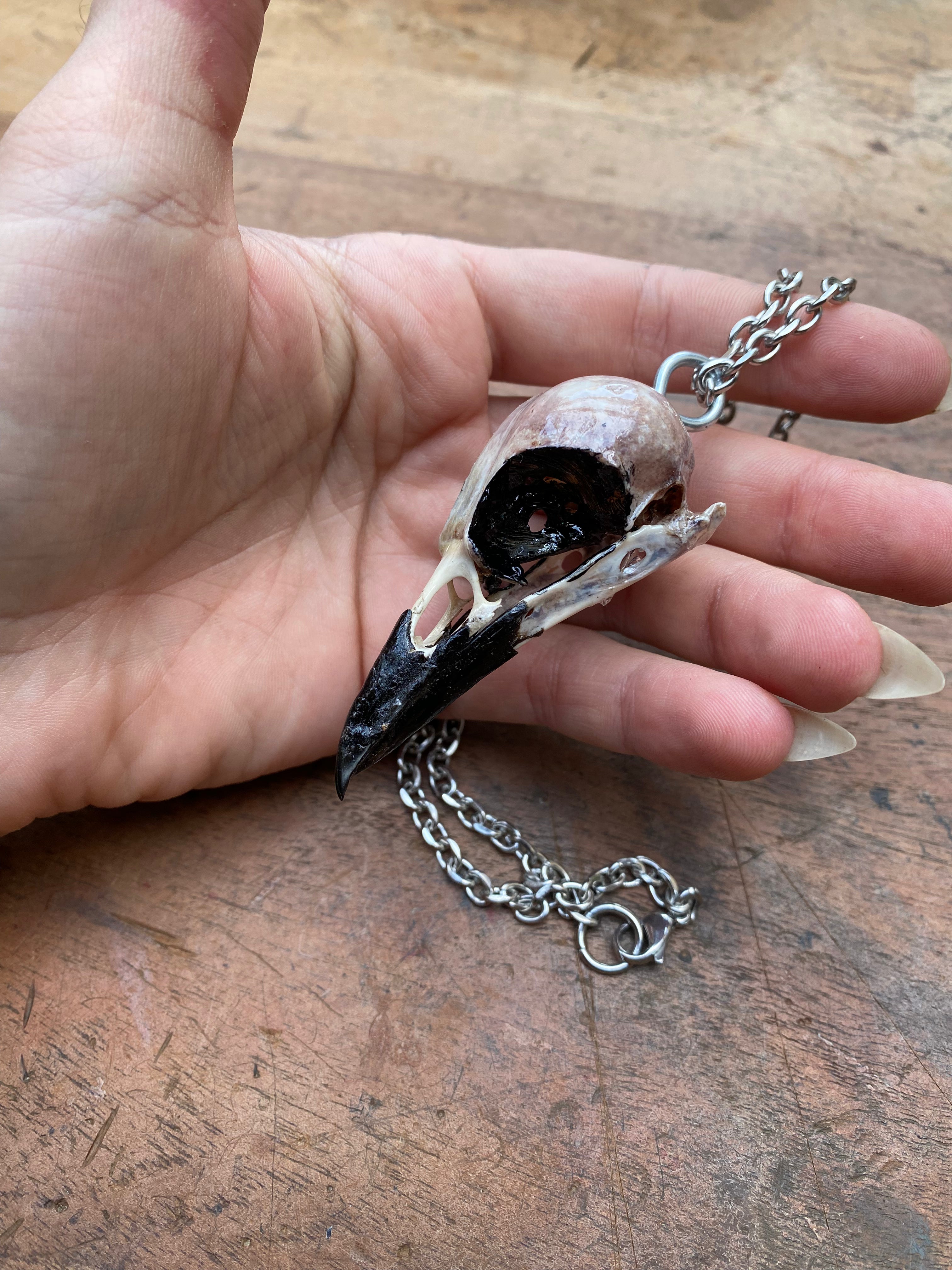 Crow Skull on Stainless Steel Chain Necklace