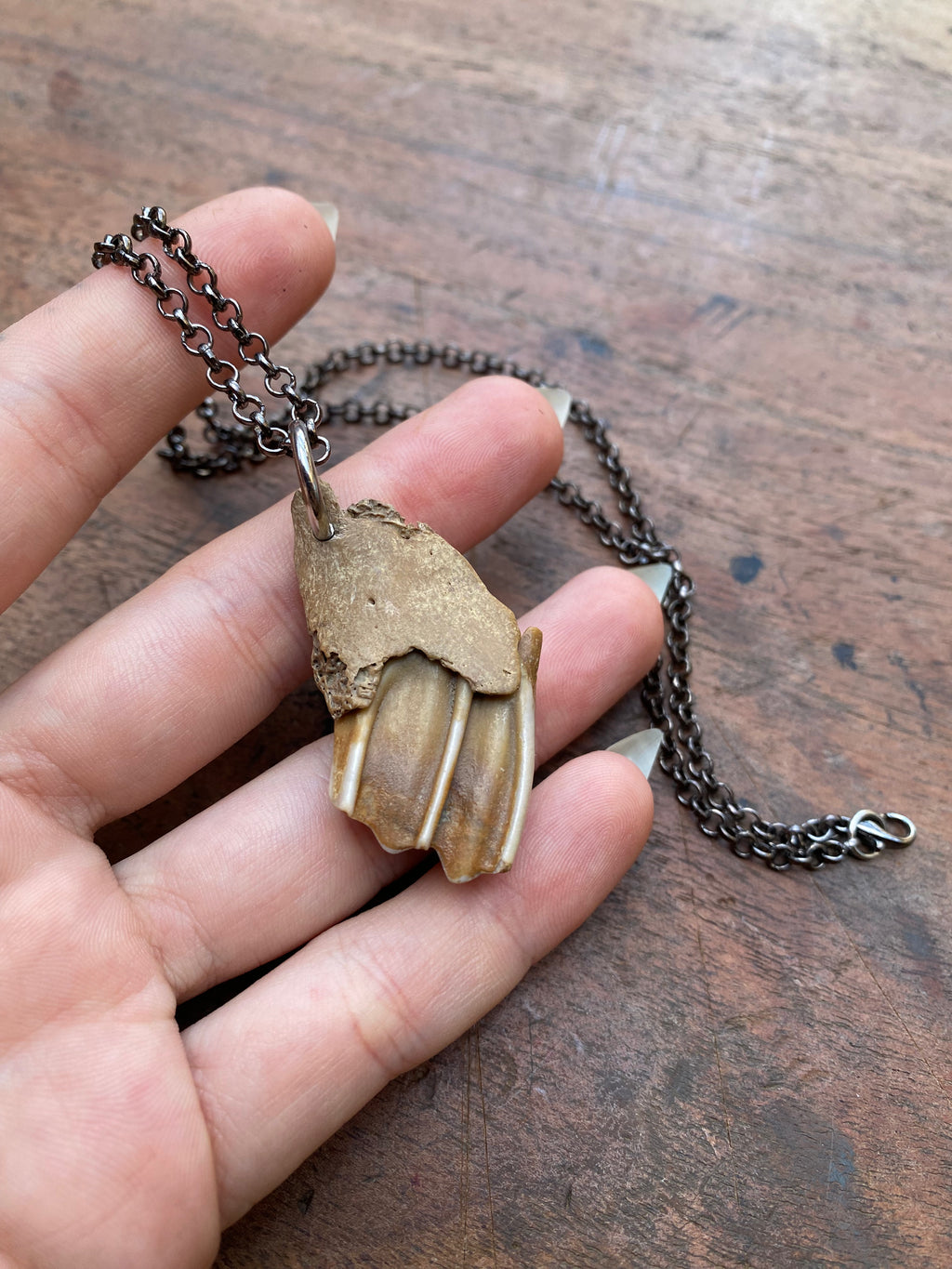 Mudlarked Jaw Fragment on a Chain Necklace