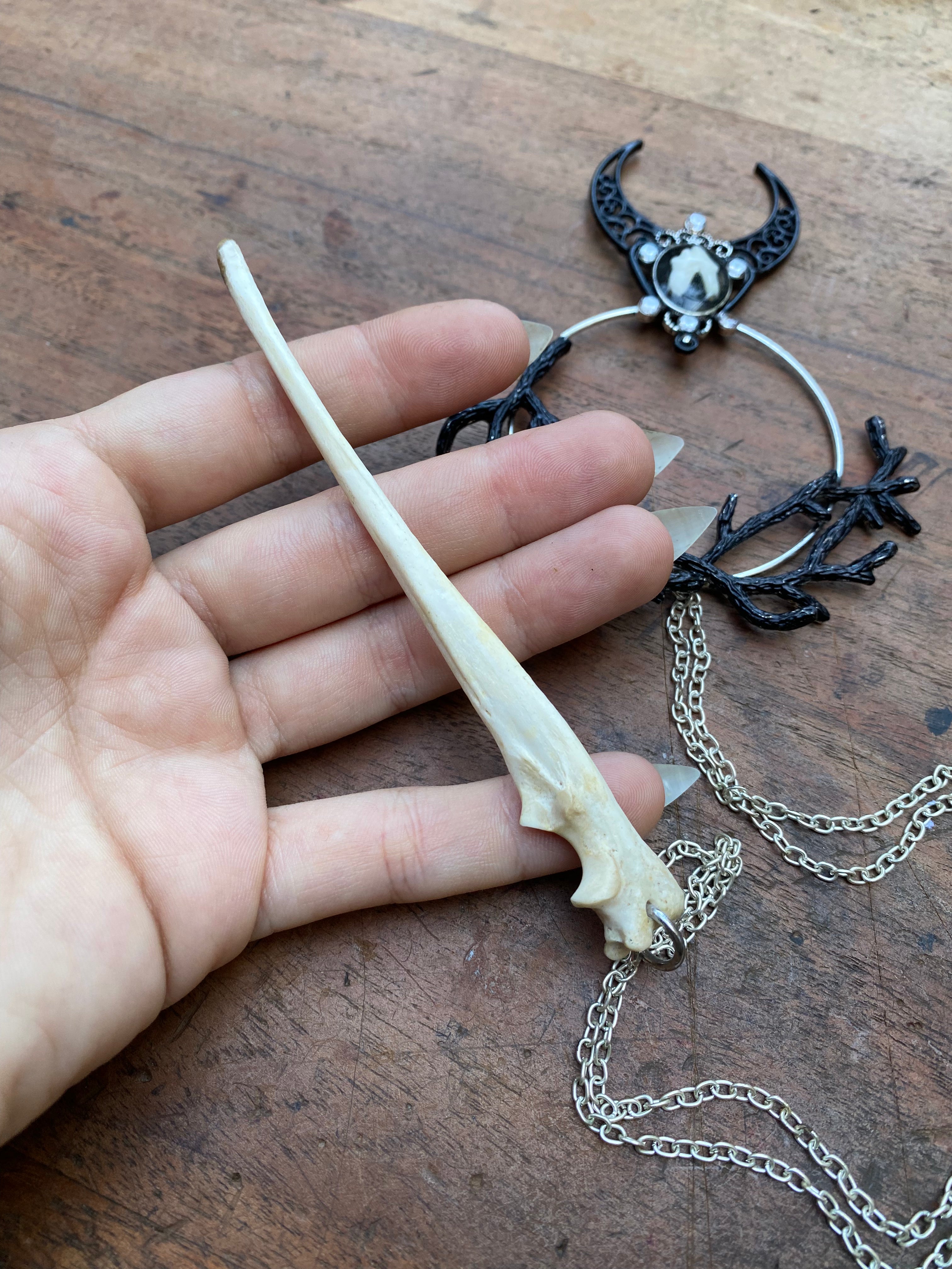 Deer Tooth and Bone Hair Pin