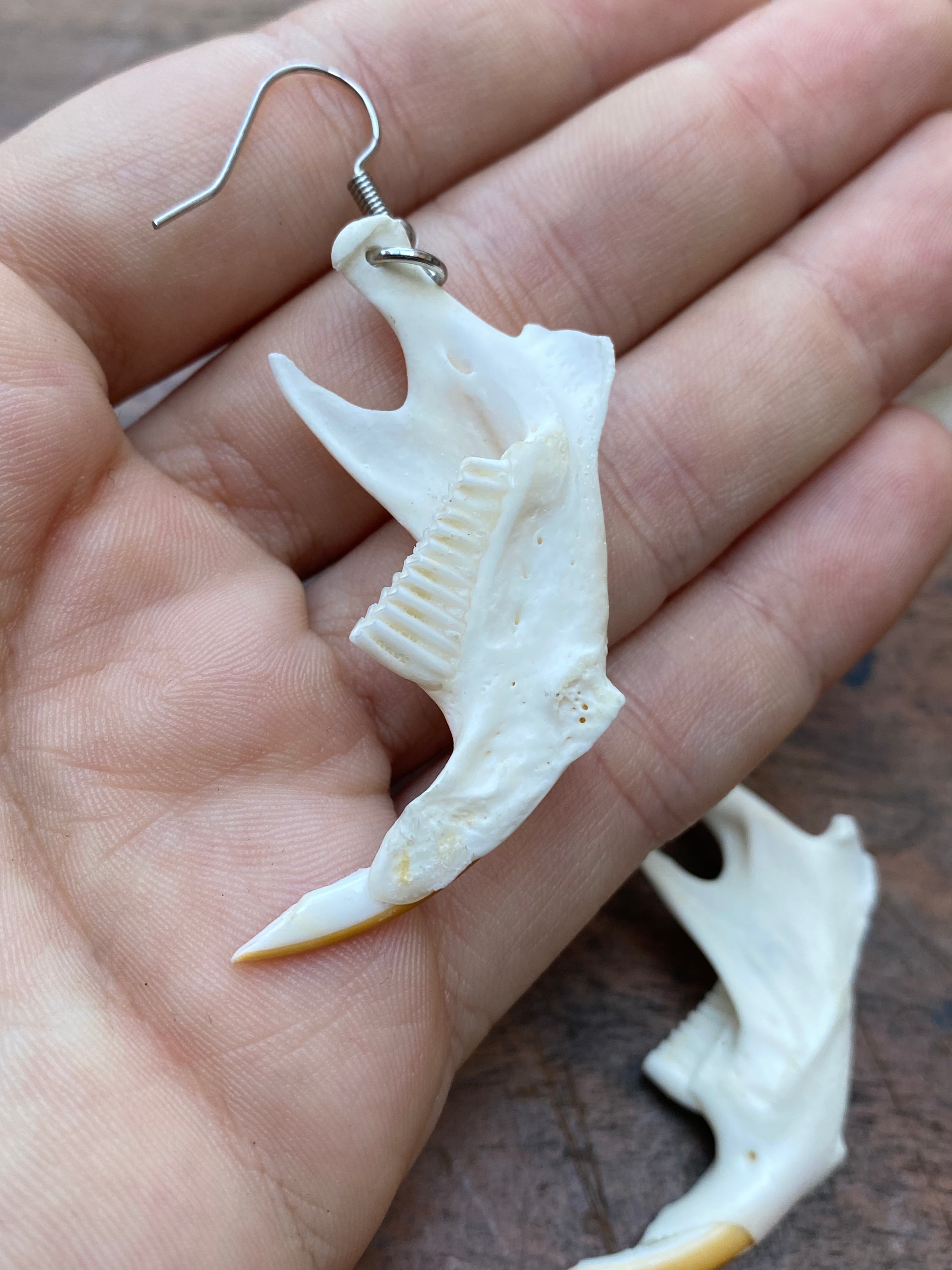 Beaver Rat Jaws Earrings