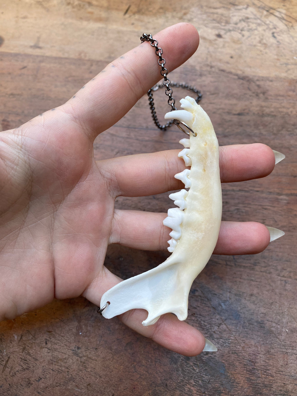 Fox Jaw on Gunmetal Chain Necklace