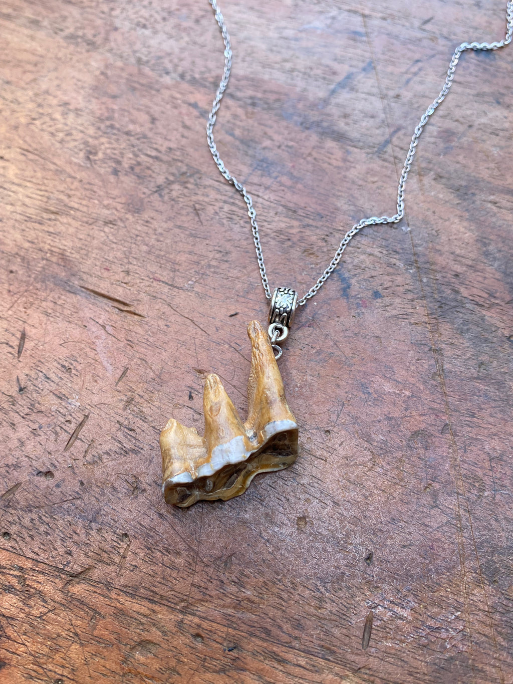 Mudlarked Tooth with Three Roots Necklace