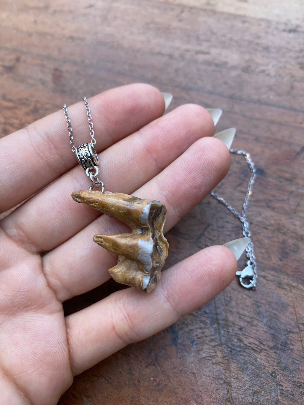 Mudlarked Tooth with Three Roots Necklace
