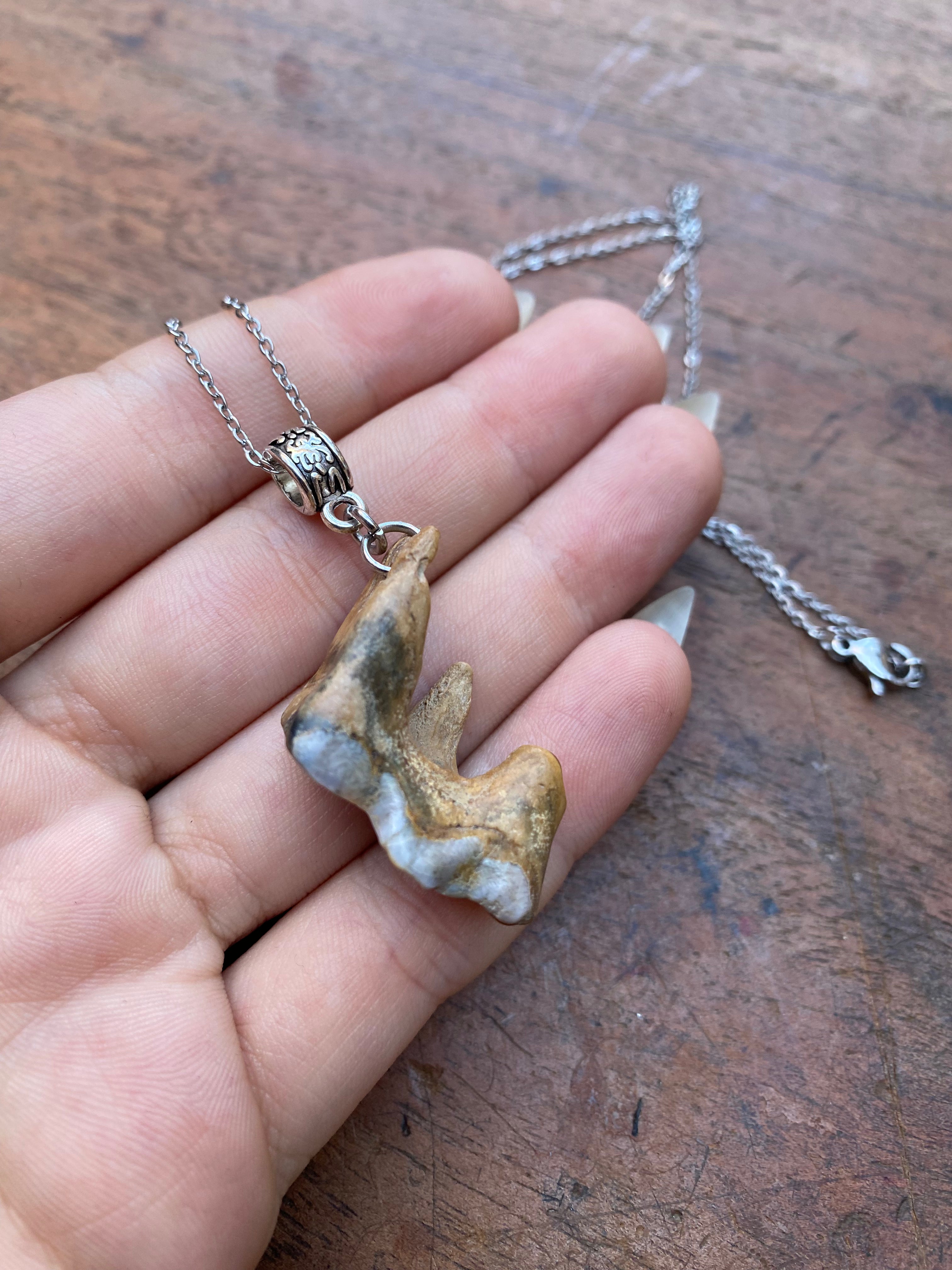 Mudlarked Tooth with Three Roots Necklace