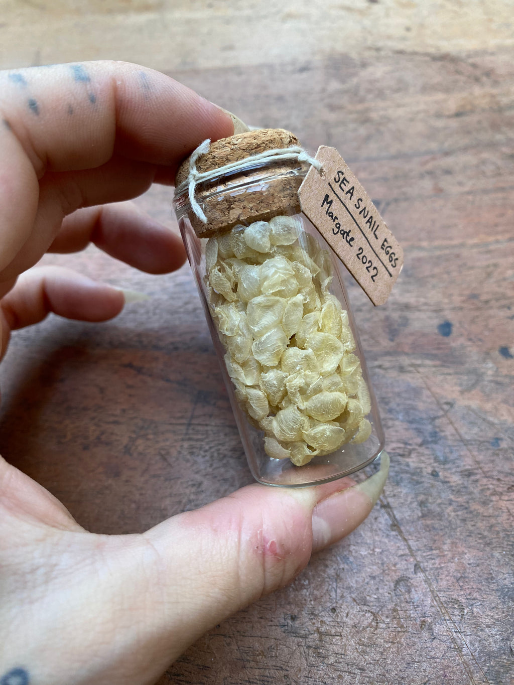 Wild Sea Snail Eggs in Glass Vial