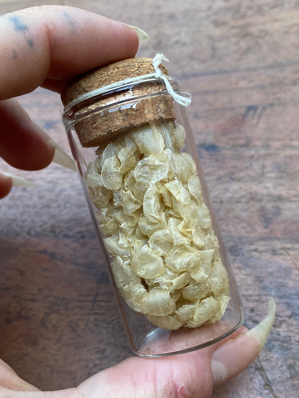 Wild Sea Snail Eggs in Glass Vial